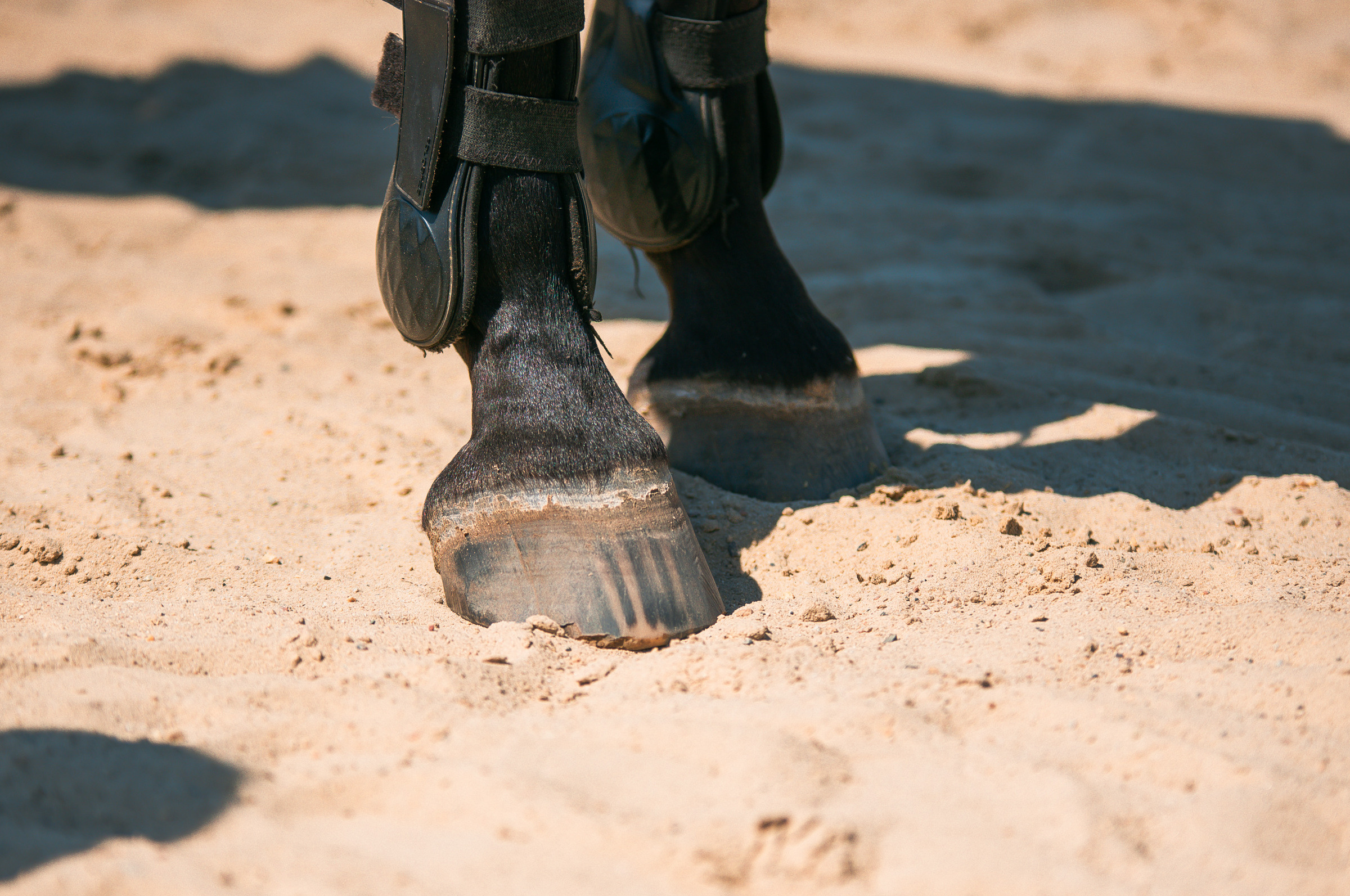 КСК Росинант. Клубные соревнования. Фотограф Рязань