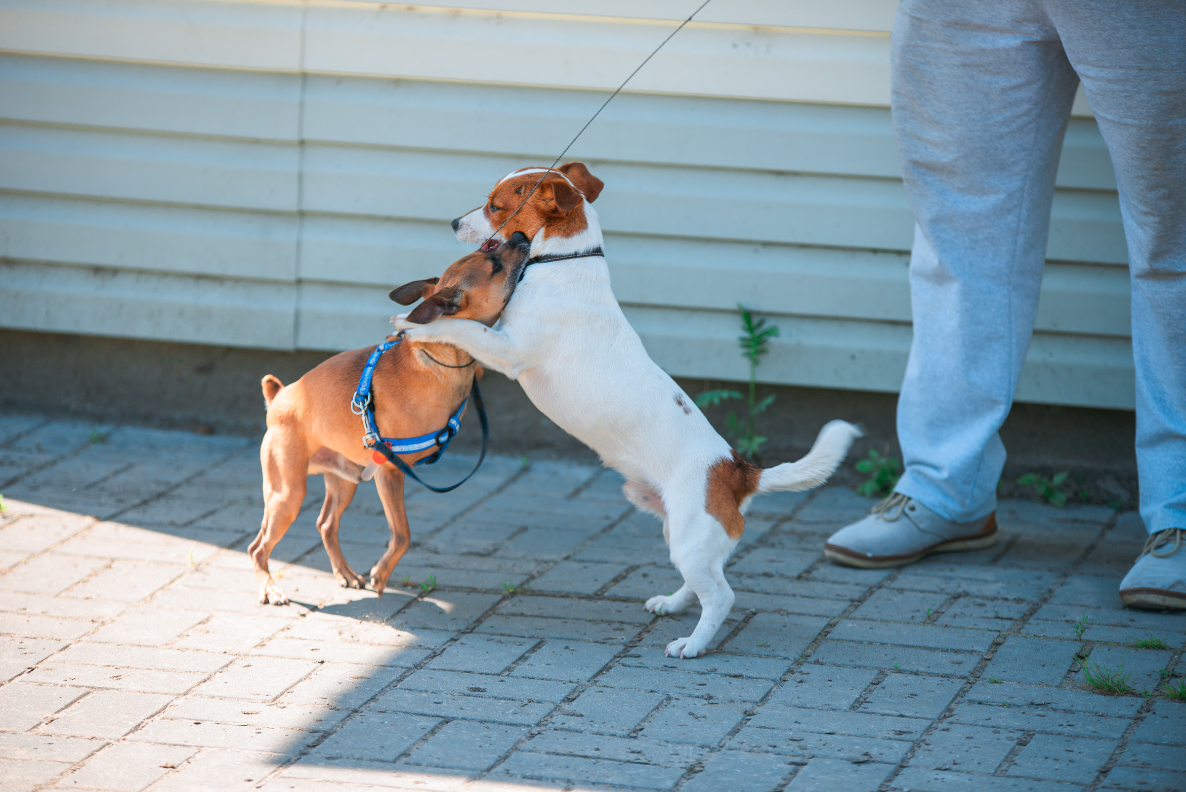 КСК Росинант. Клубные соревнования. Фотограф Рязань