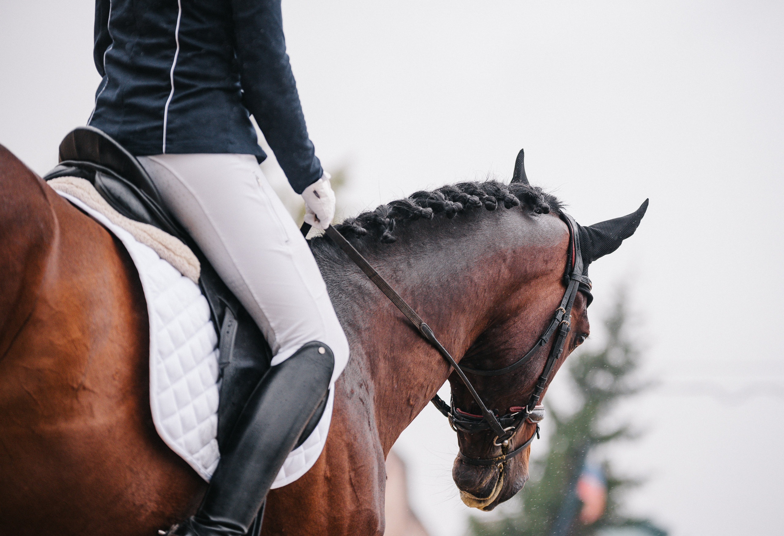 КСК Росинант. Клубные соревнования-выездка. Фотограф Рязань