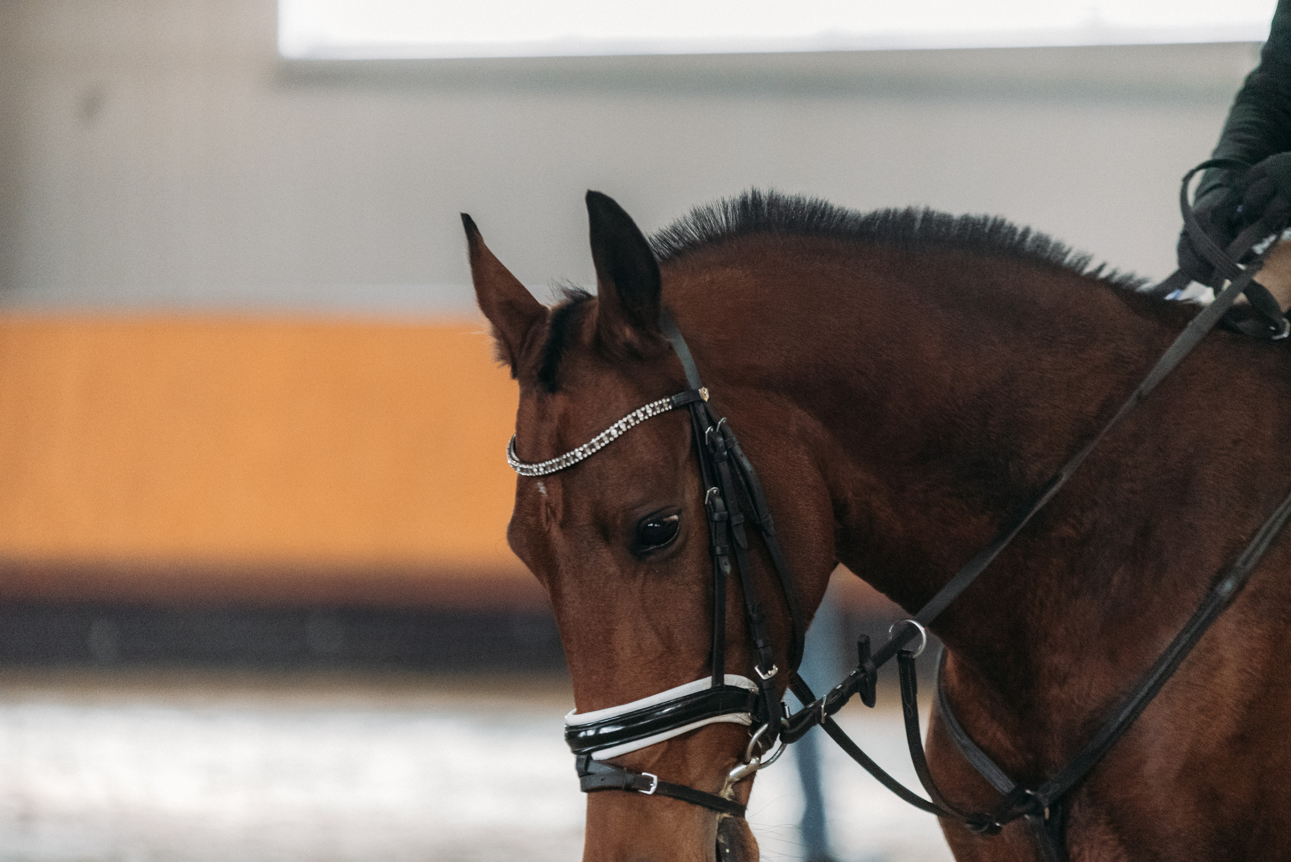 КСК История. Финал 2022 г.Конкур. Фотограф Рязань