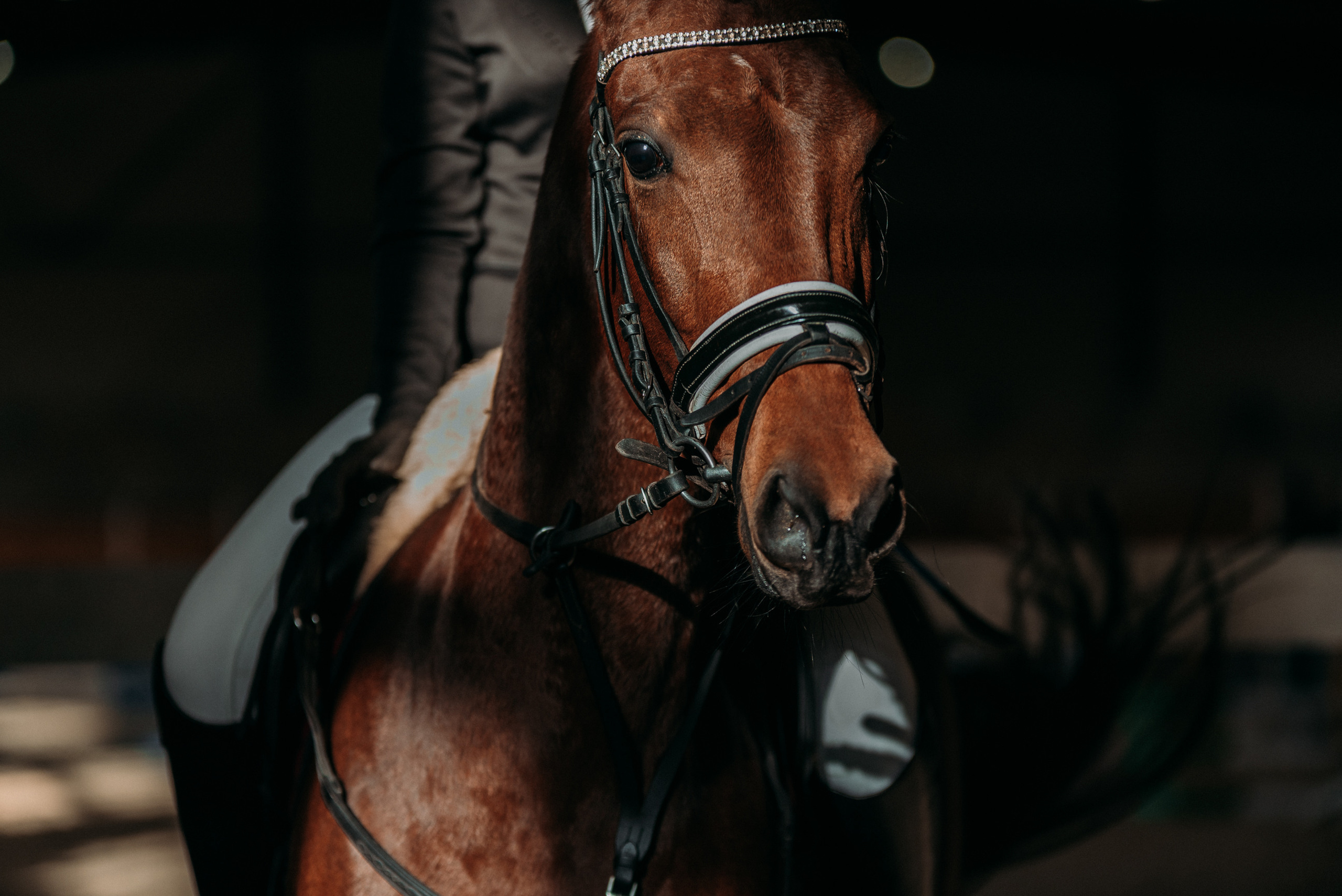 КСК История. Финал 2022 г.Конкур. Фотограф Рязань