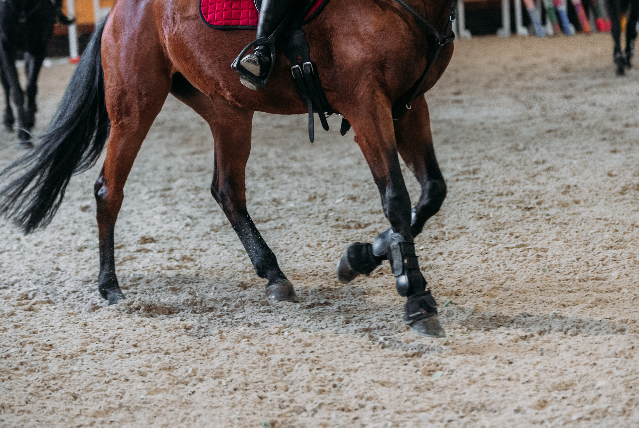 КСК История. Финал 2022 г.Конкур. Фотограф Рязань