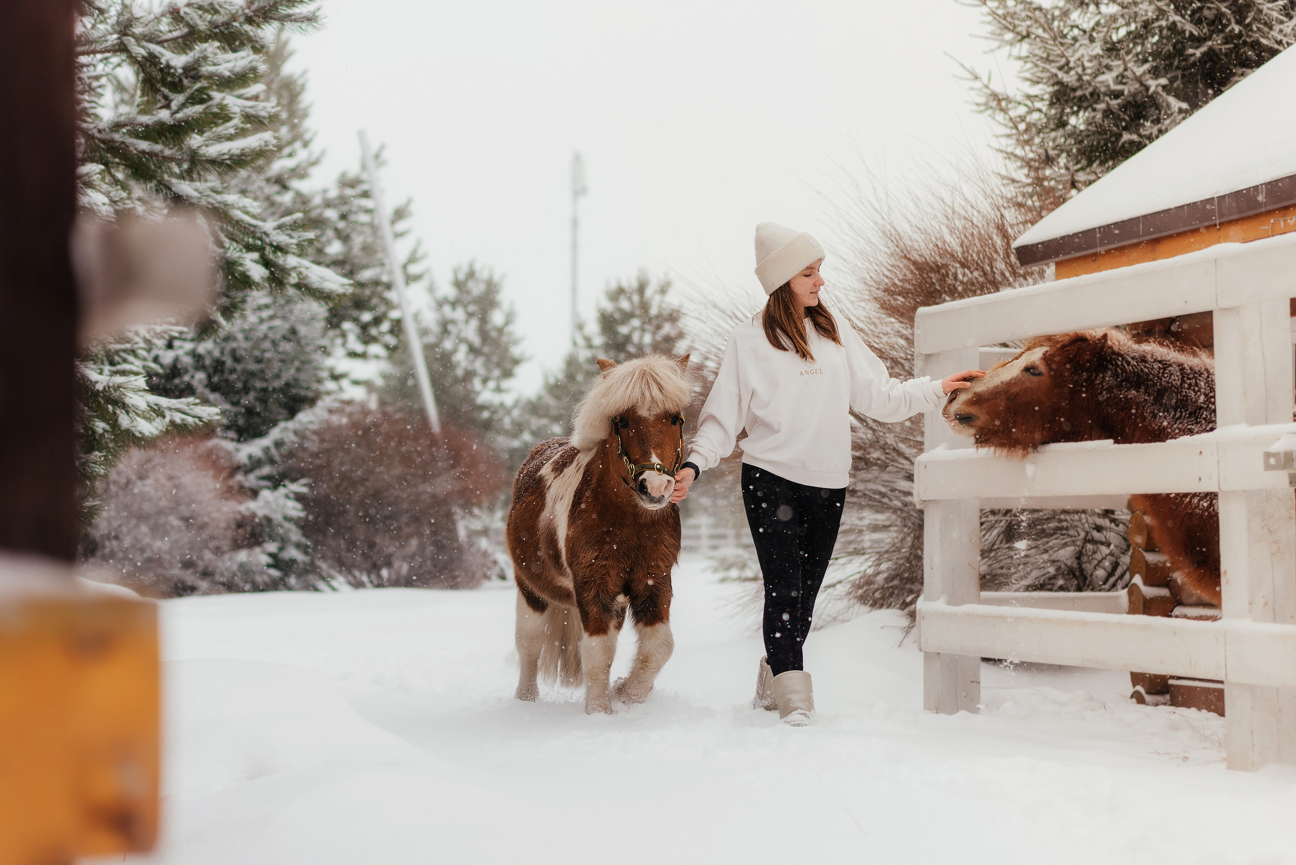 Фотосессии с лошадьми. Фотограф Рязань