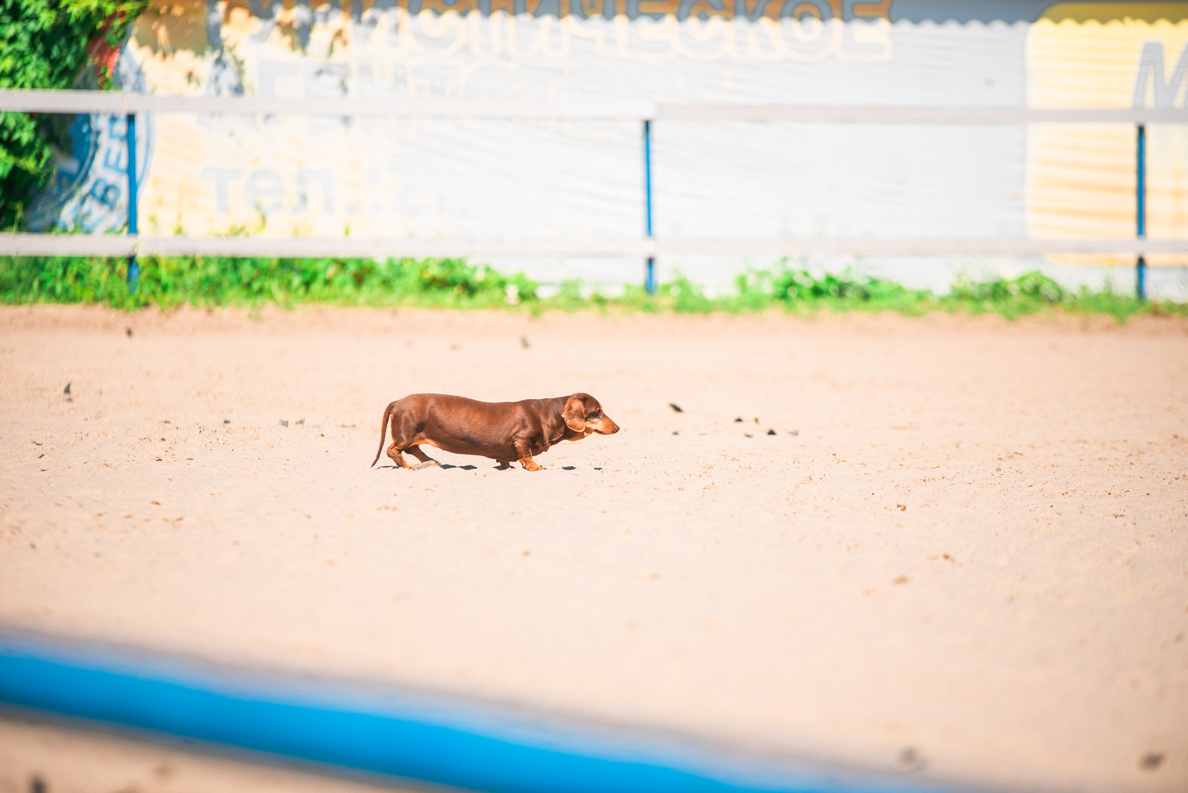 КСК Росинант. Клубные соревнования. Фотограф Рязань