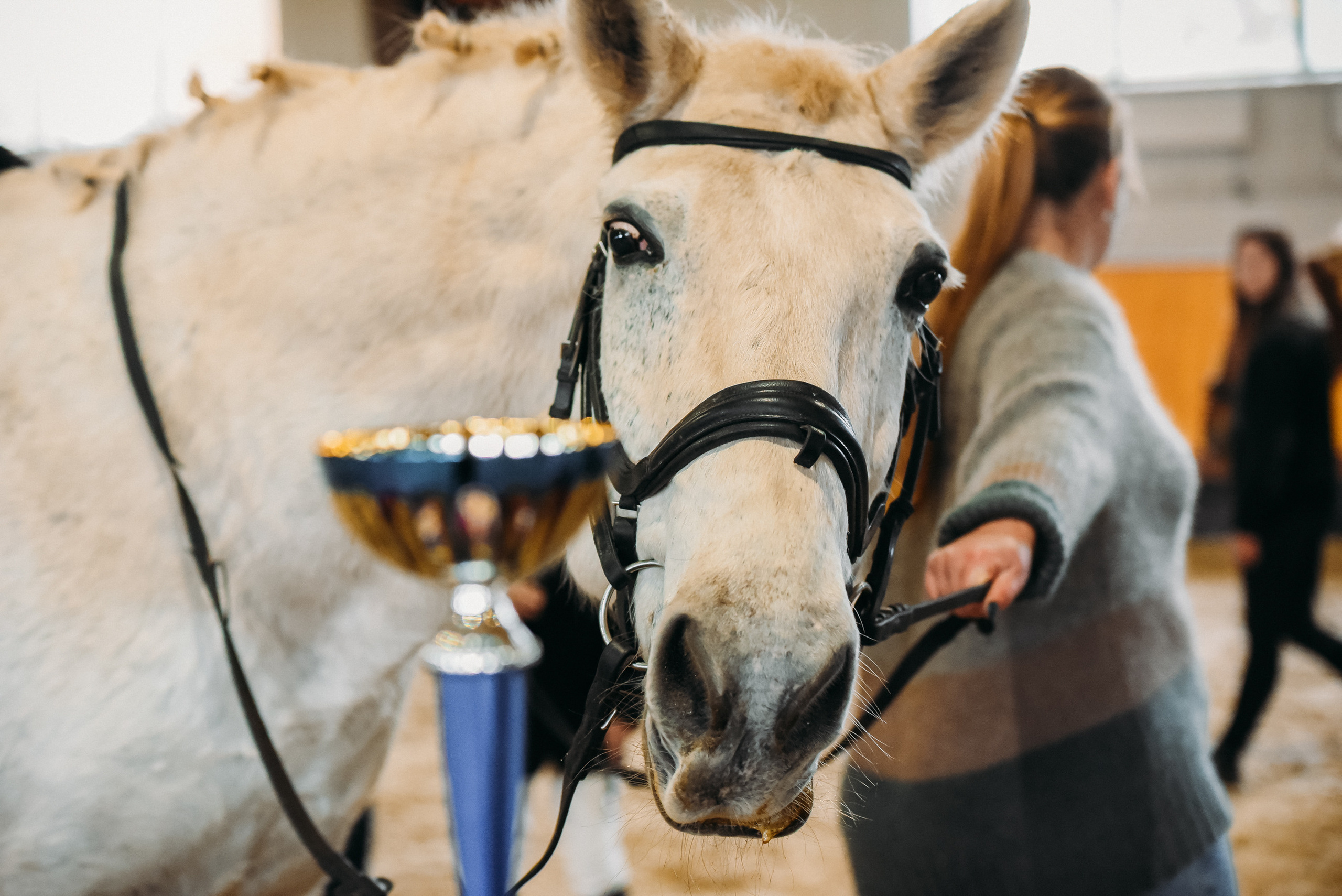 КСК История. Финал 2022 г.Конкур. Фотограф Рязань