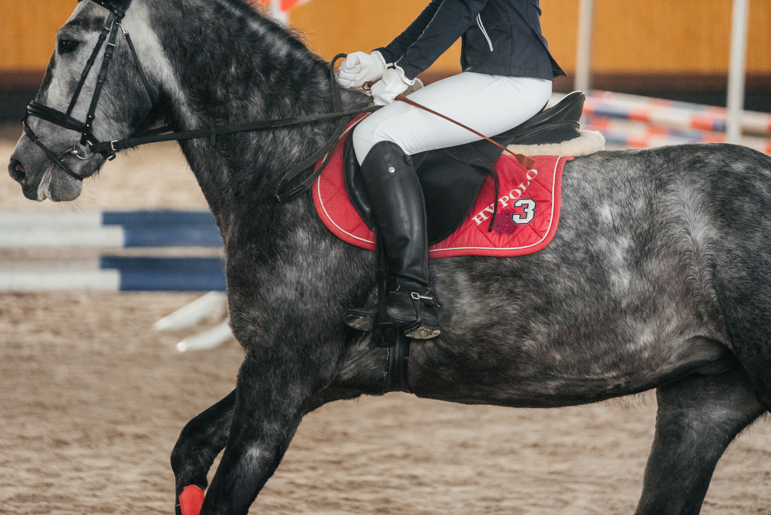 КСК История. 25.02.2023. Конкур. Фотограф Рязань