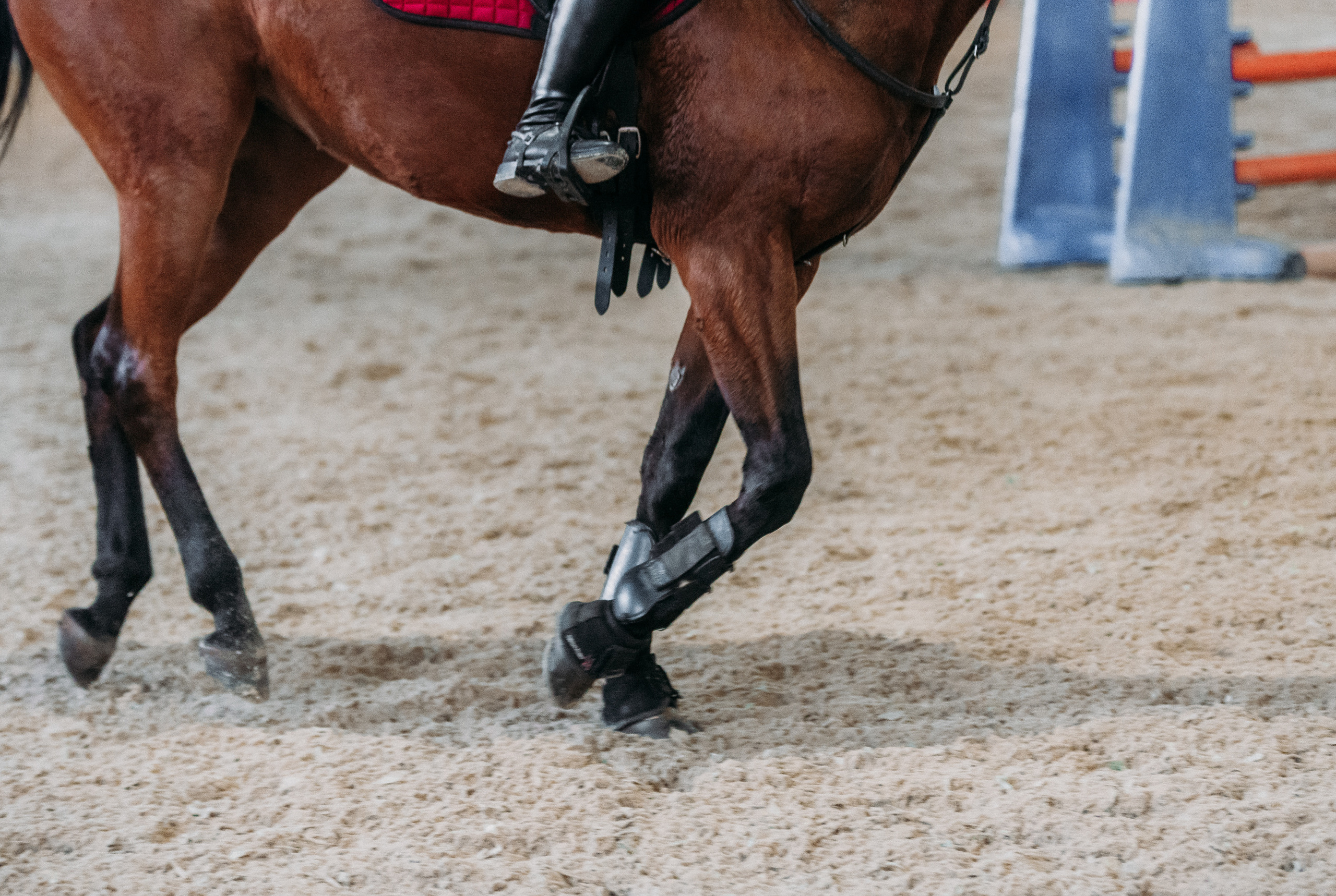 КСК История. Финал 2022 г.Конкур. Фотограф Рязань