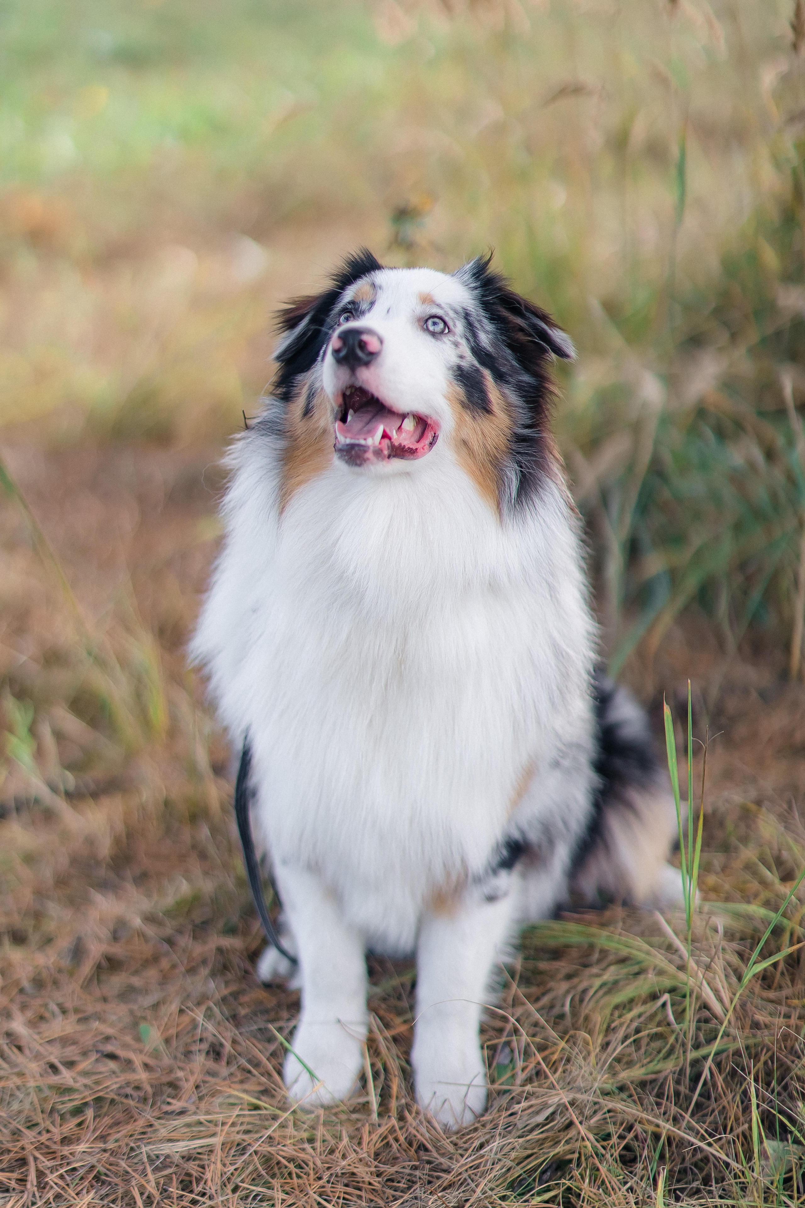 Аусси Дэймон. Свадебный и женский фотограф
