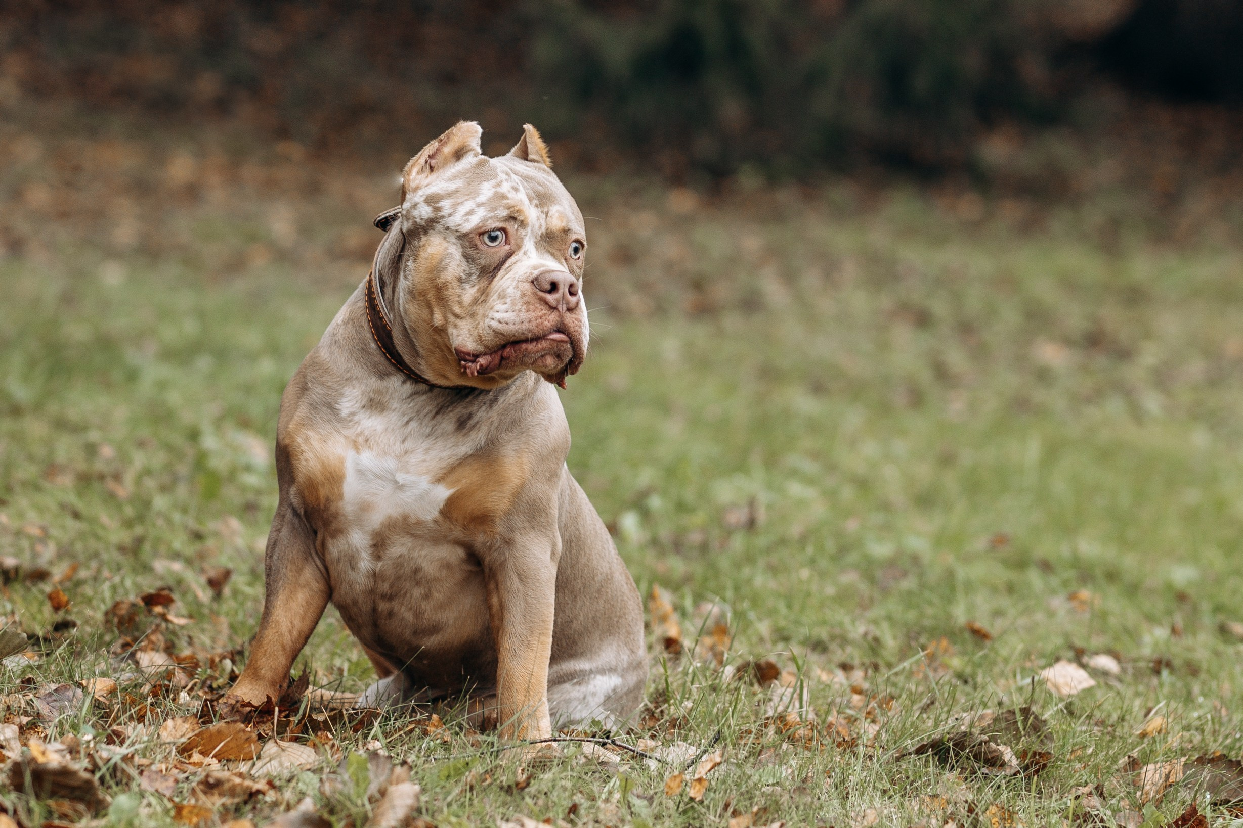 Скай, Марти и Катя. Фотограф-анималист в Москве Кириллова Татьяна