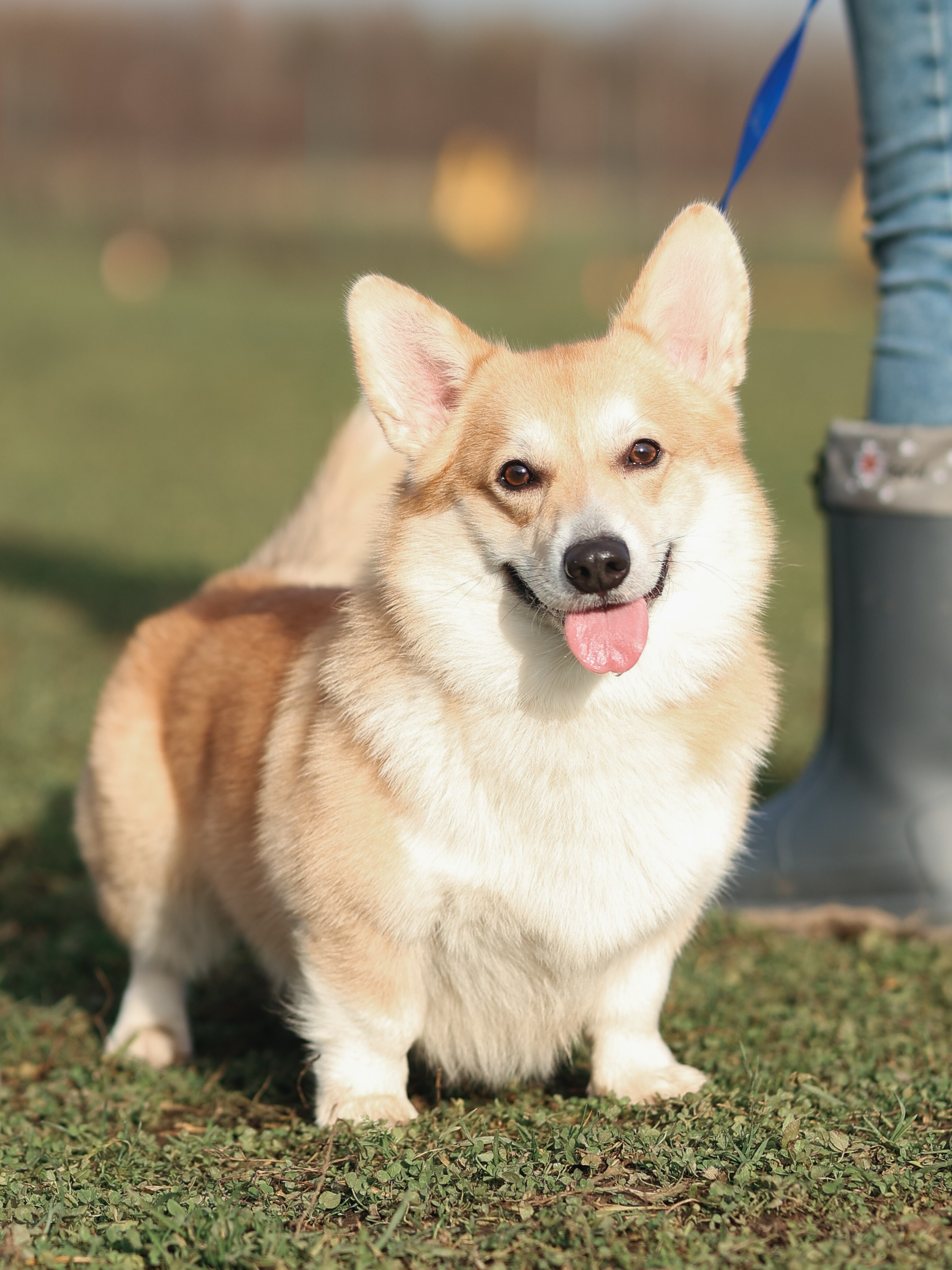 Соревнования BH. Фотограф-анималист в Москве Кириллова Татьяна