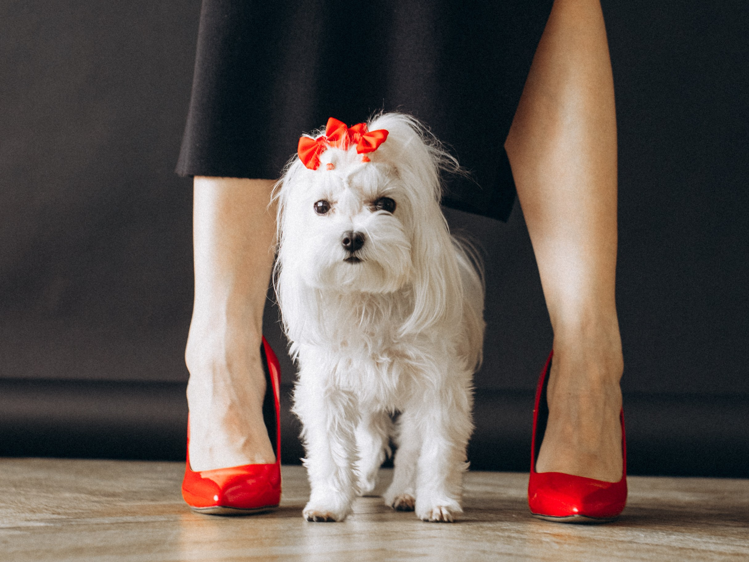 Мира и Таня. Фотограф-анималист в Москве Кириллова Татьяна