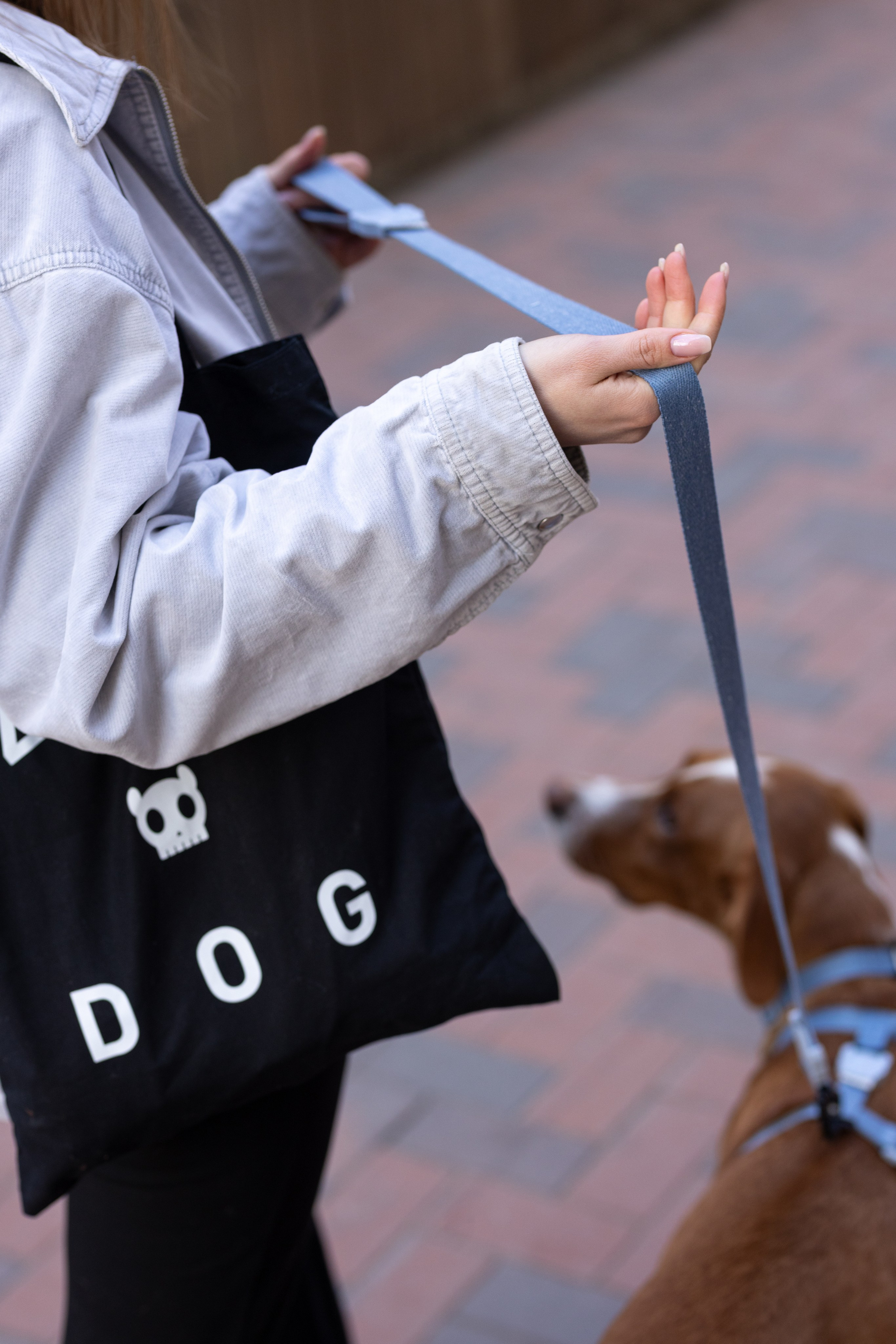 Съемка для бренда ZeeDog. Фотограф-анималист в Москве Кириллова Татьяна