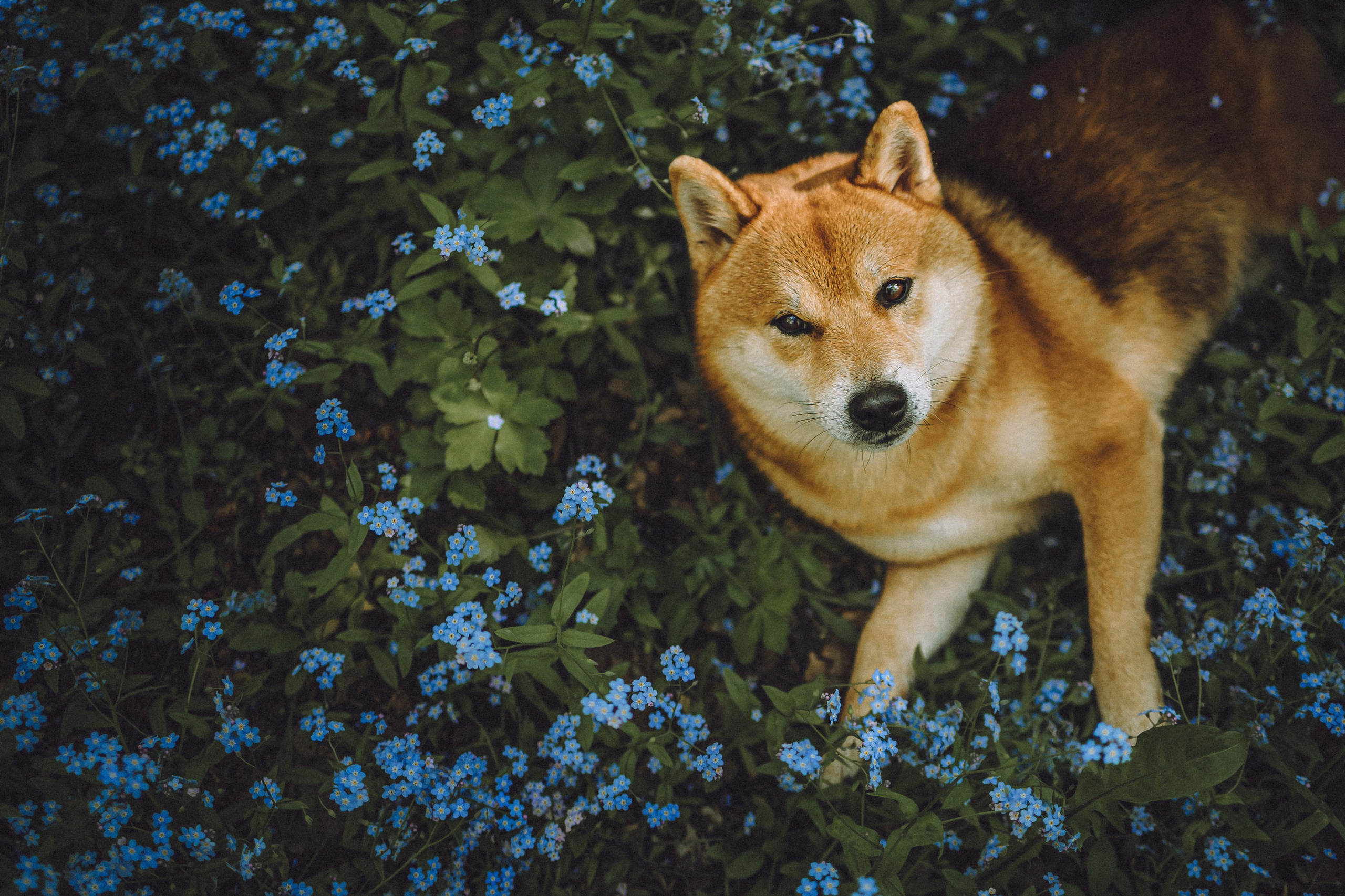 Шед, Цири, Чиби, Цера и их семья