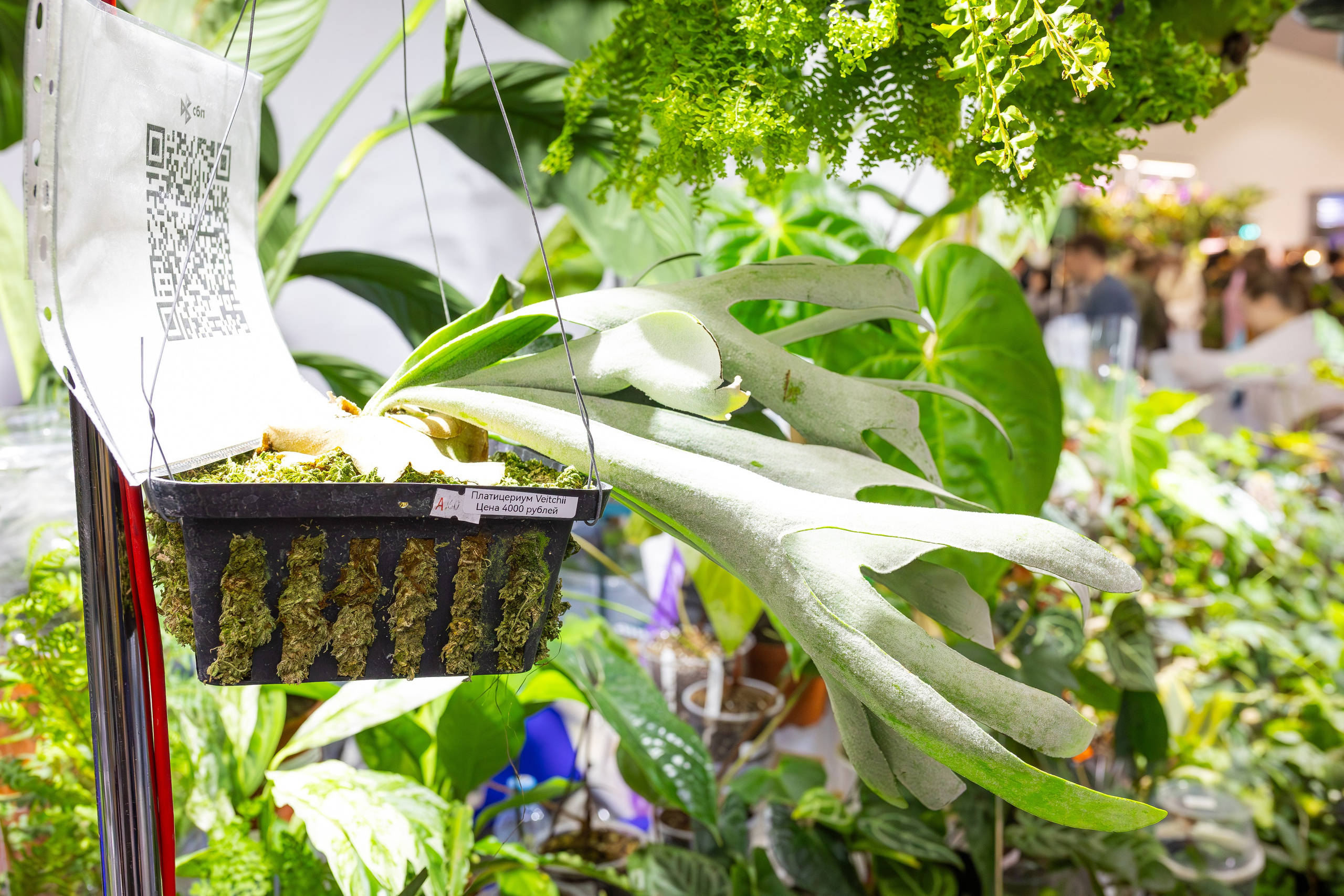 Орхидиум сентябрь 2025. Александра Куликова фотограф, Москва