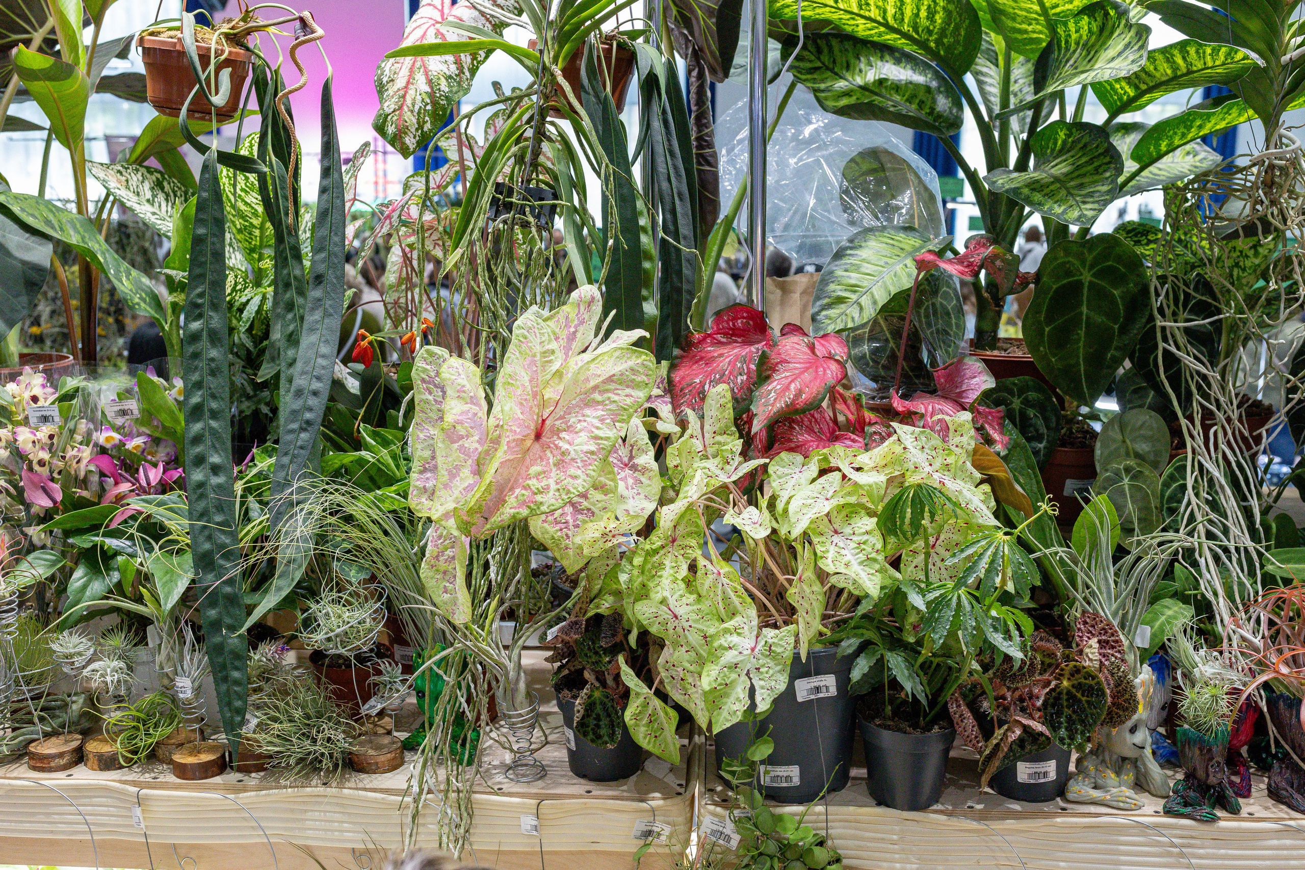 Орхидиум май 2025. Александра Куликова фотограф, Москва