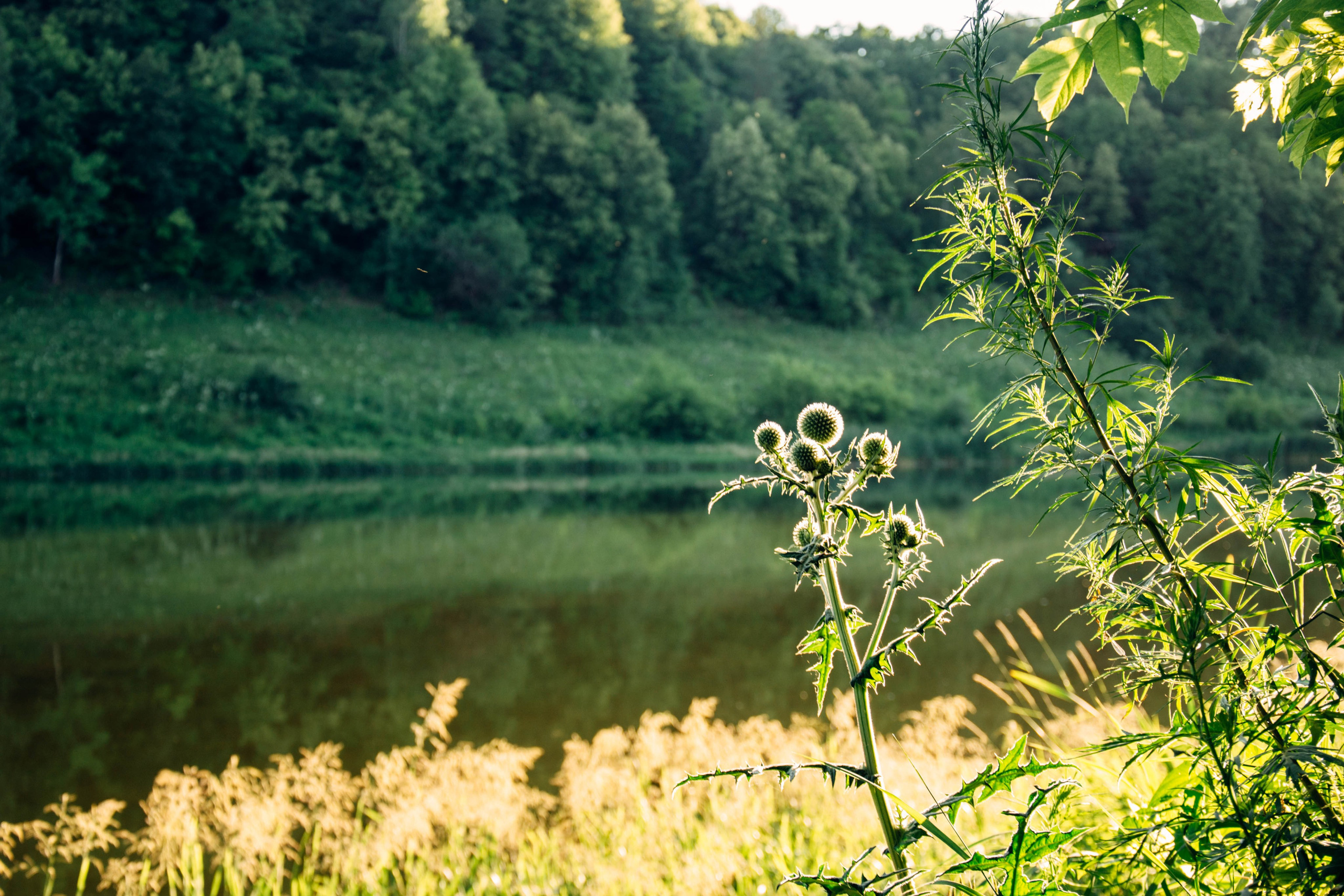 Дон. Главная
