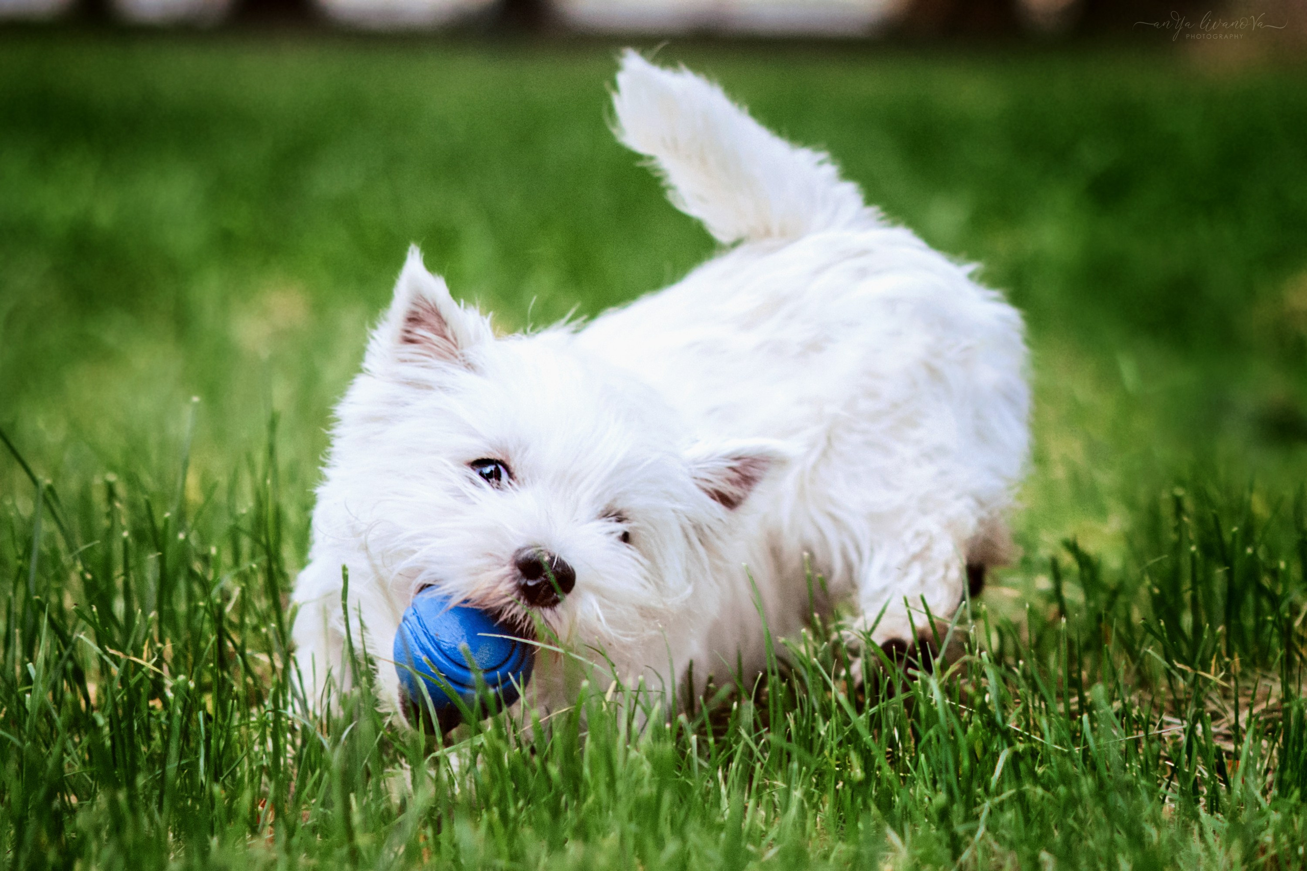 Полина — Артём и Тофу. Фотограф анималист Аня Ливанова | Рыбинск