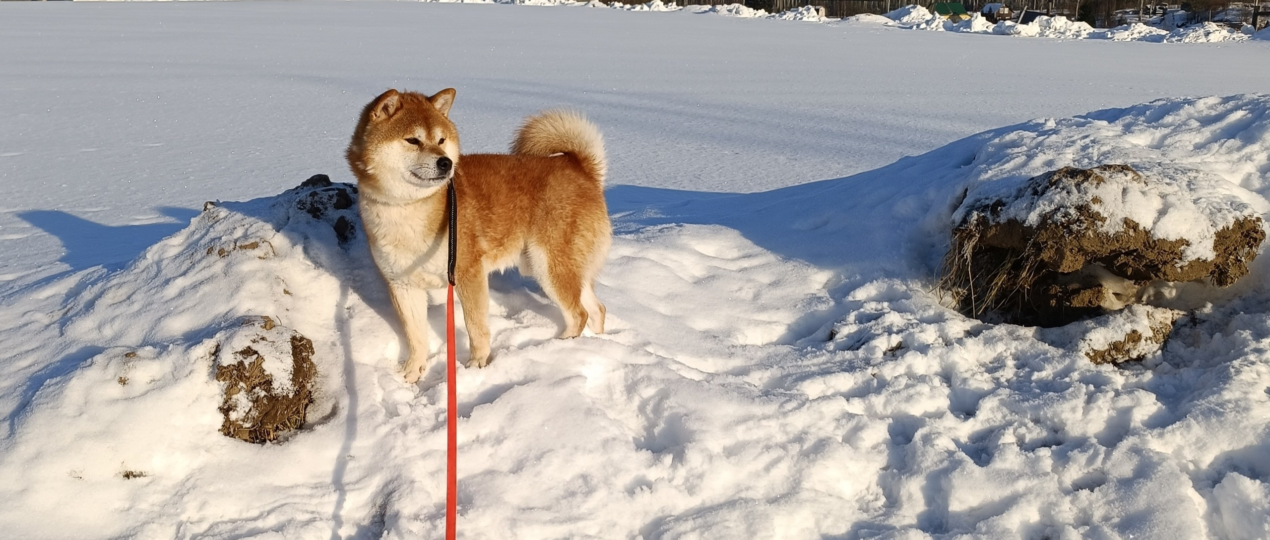 Сиба Локи * Shiomaru EVER DREAM * LOKI