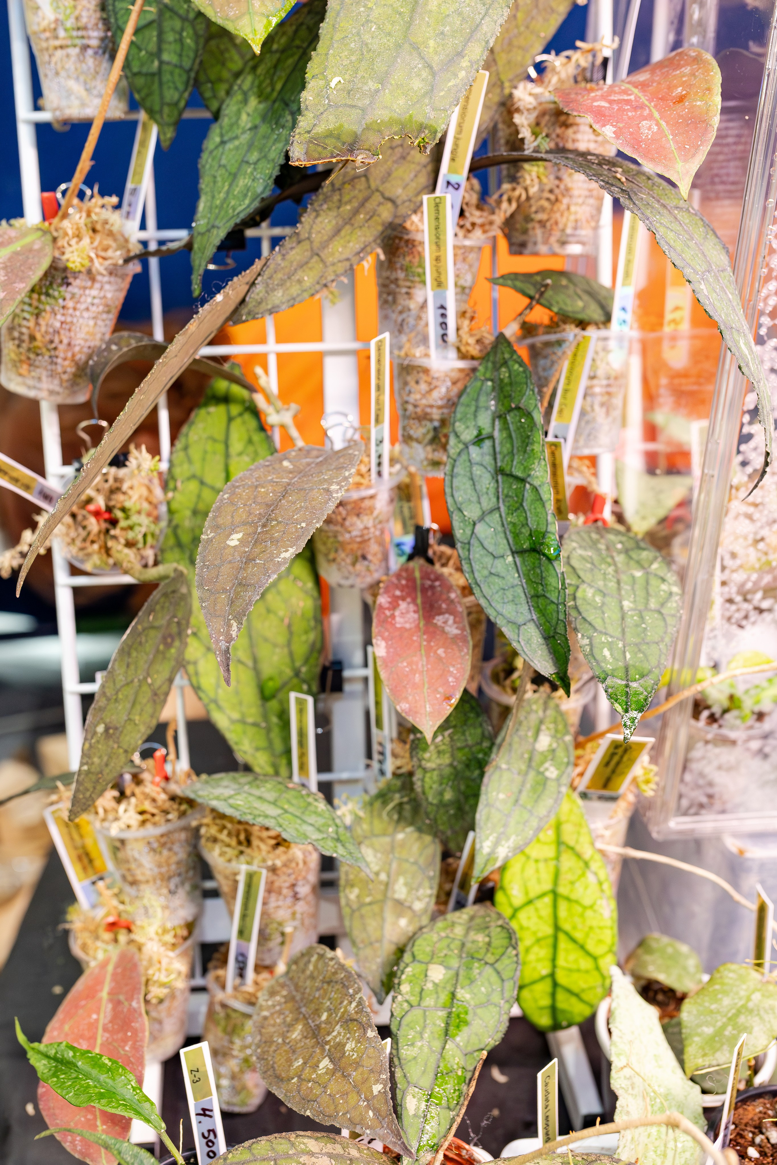 Монстериум апрель 2026. Александра Куликова фотограф, Москва