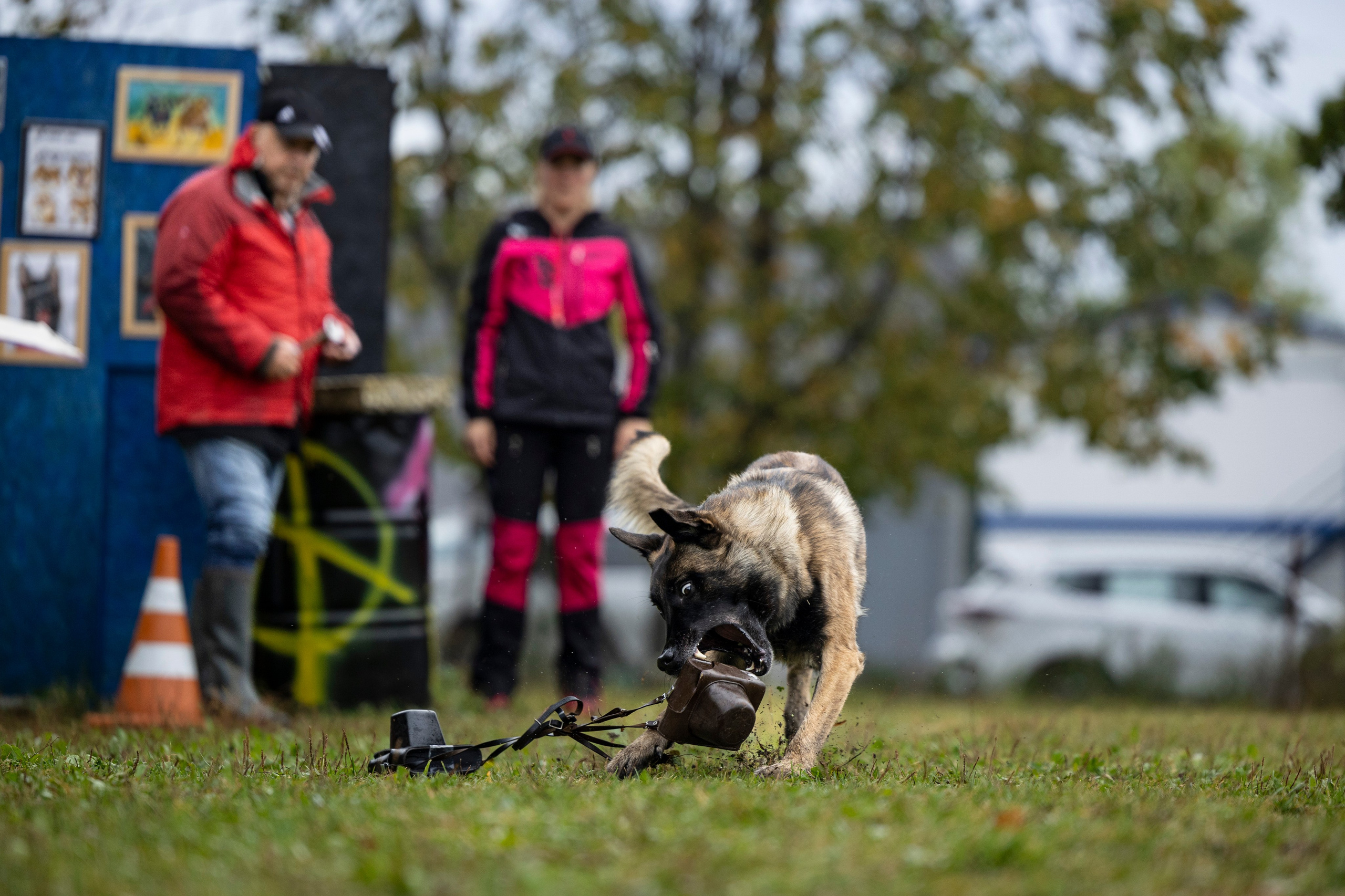 Испытания по Мондьорингу г. Пушкин. Фотограф-анималист Анна Маринич