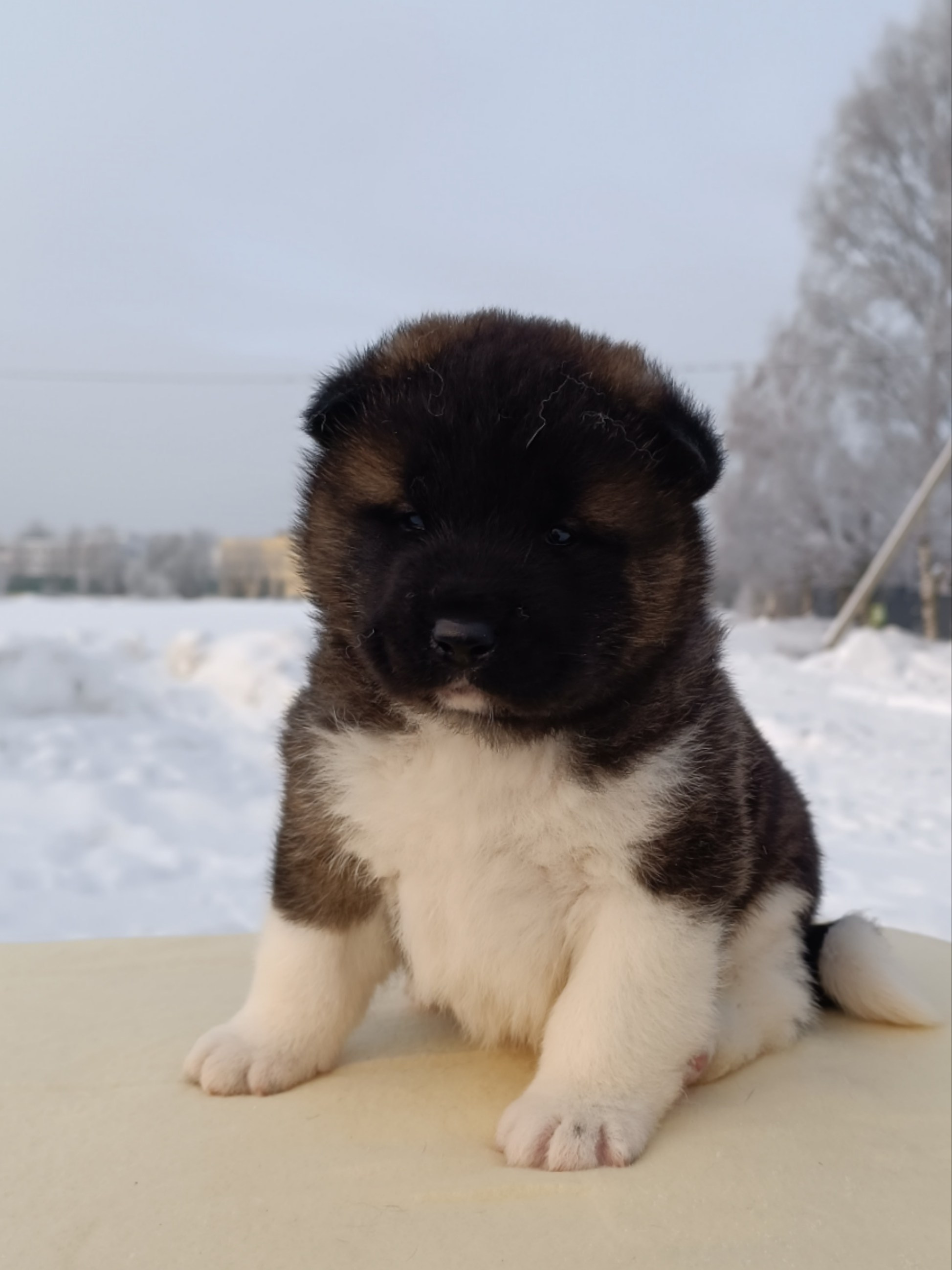 Rubylight Ctsar'. Американская акита I Сиба ину I Питомник RUBYLIGHT