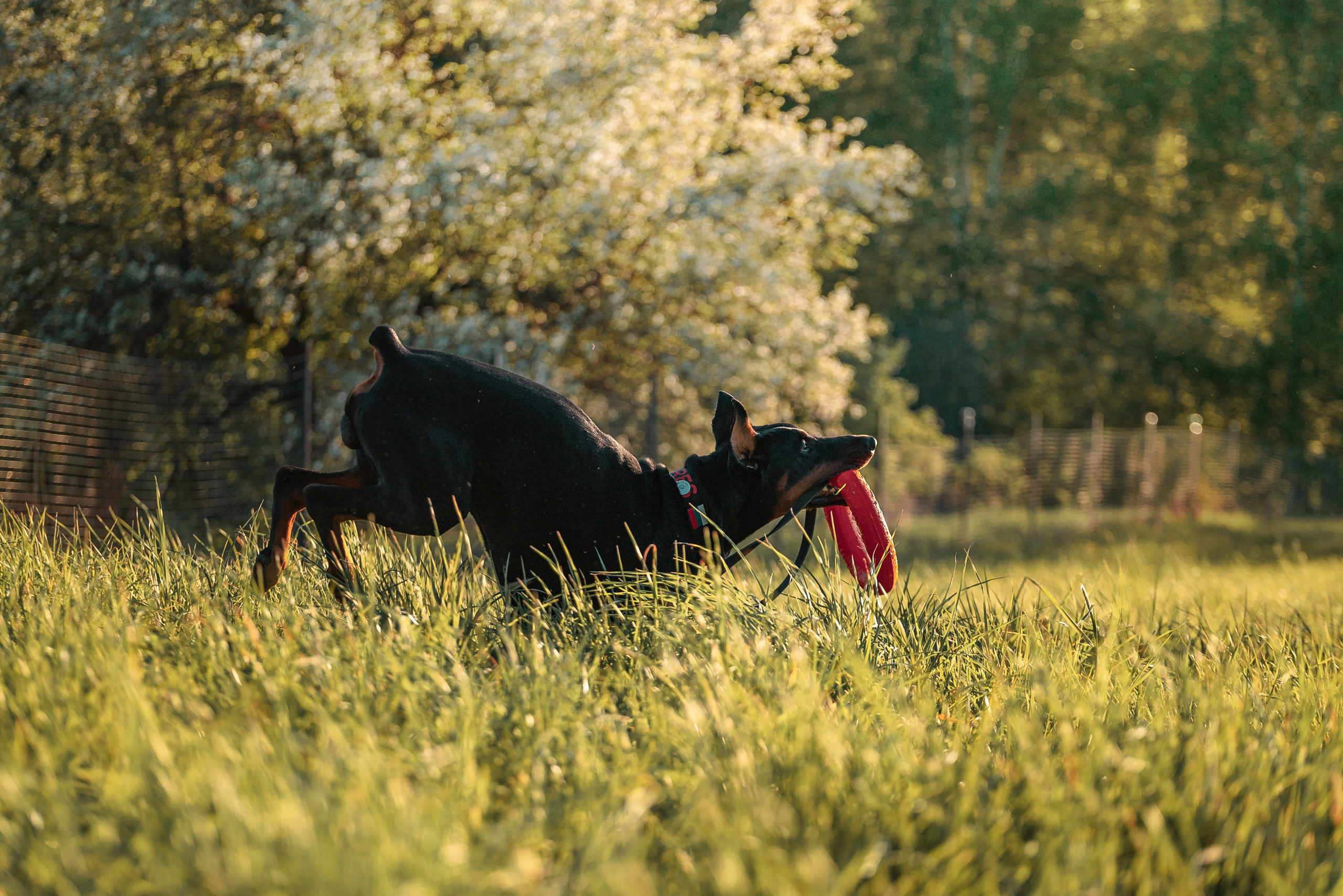 Юля, Андрей и Арес. Фотограф-анималист Анастасия Парфенова|Екатеринбург