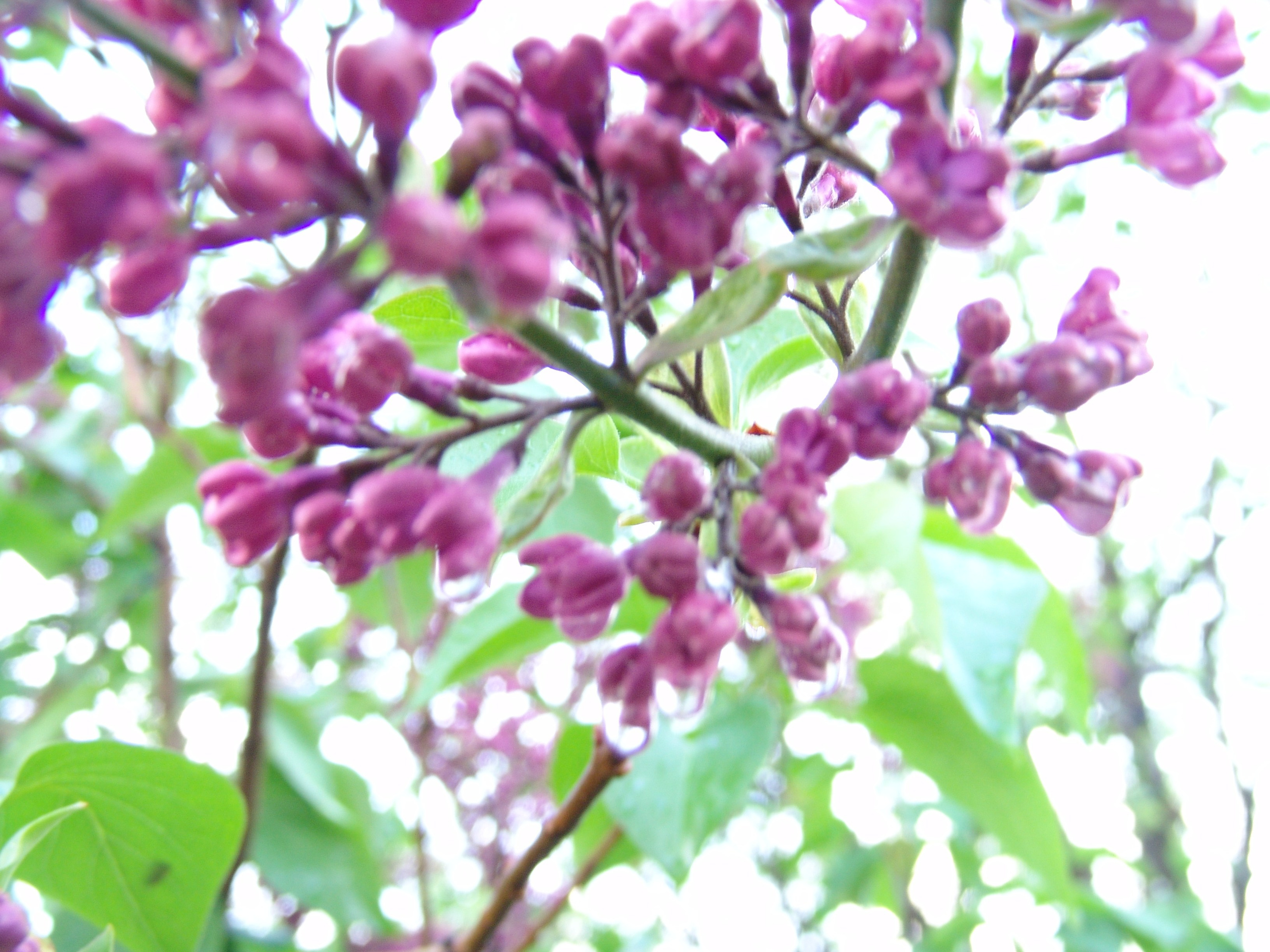 Приезд КС 2005. Заставка