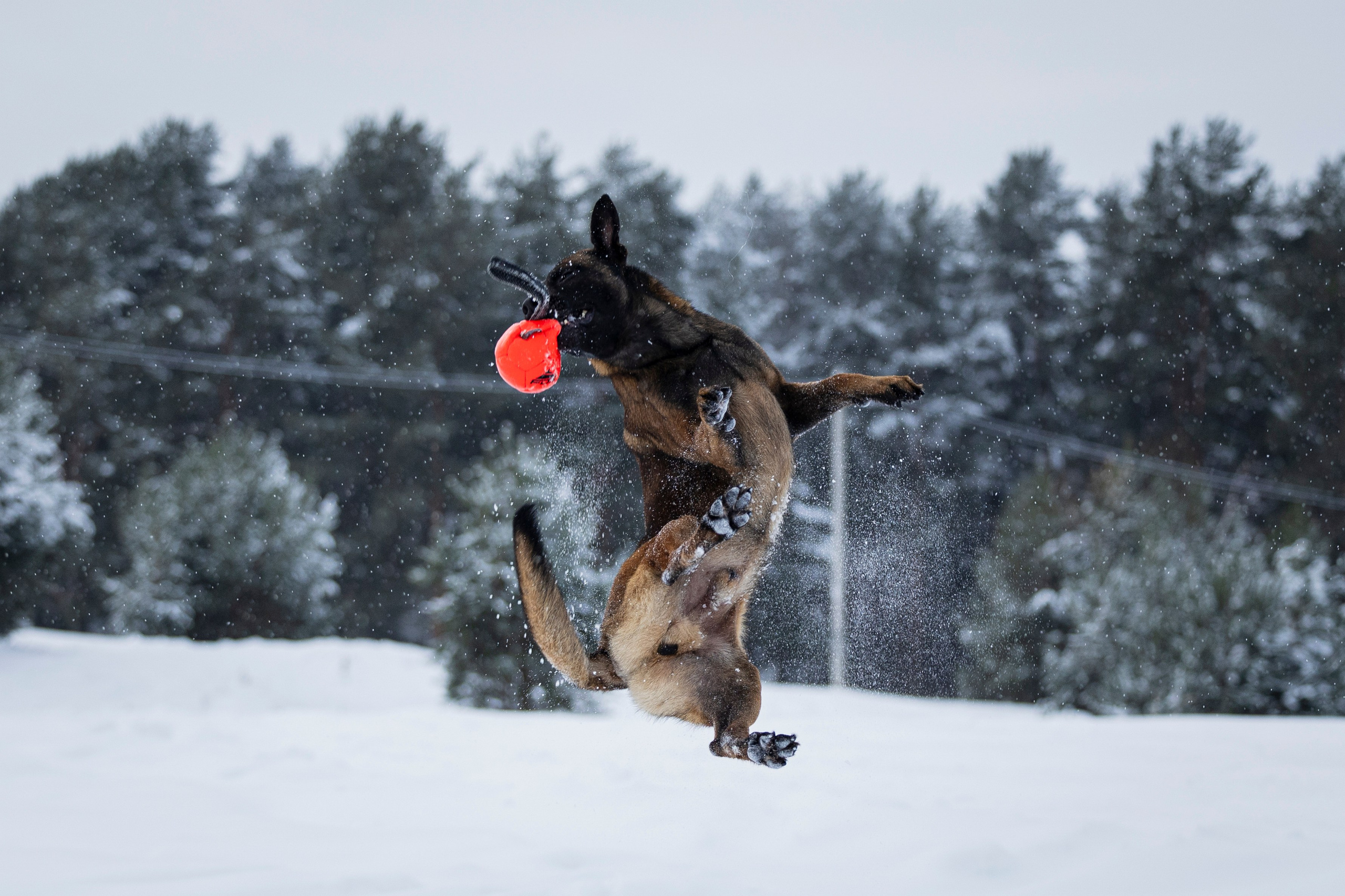 Рики. Фотограф-анималист Анна Маринич