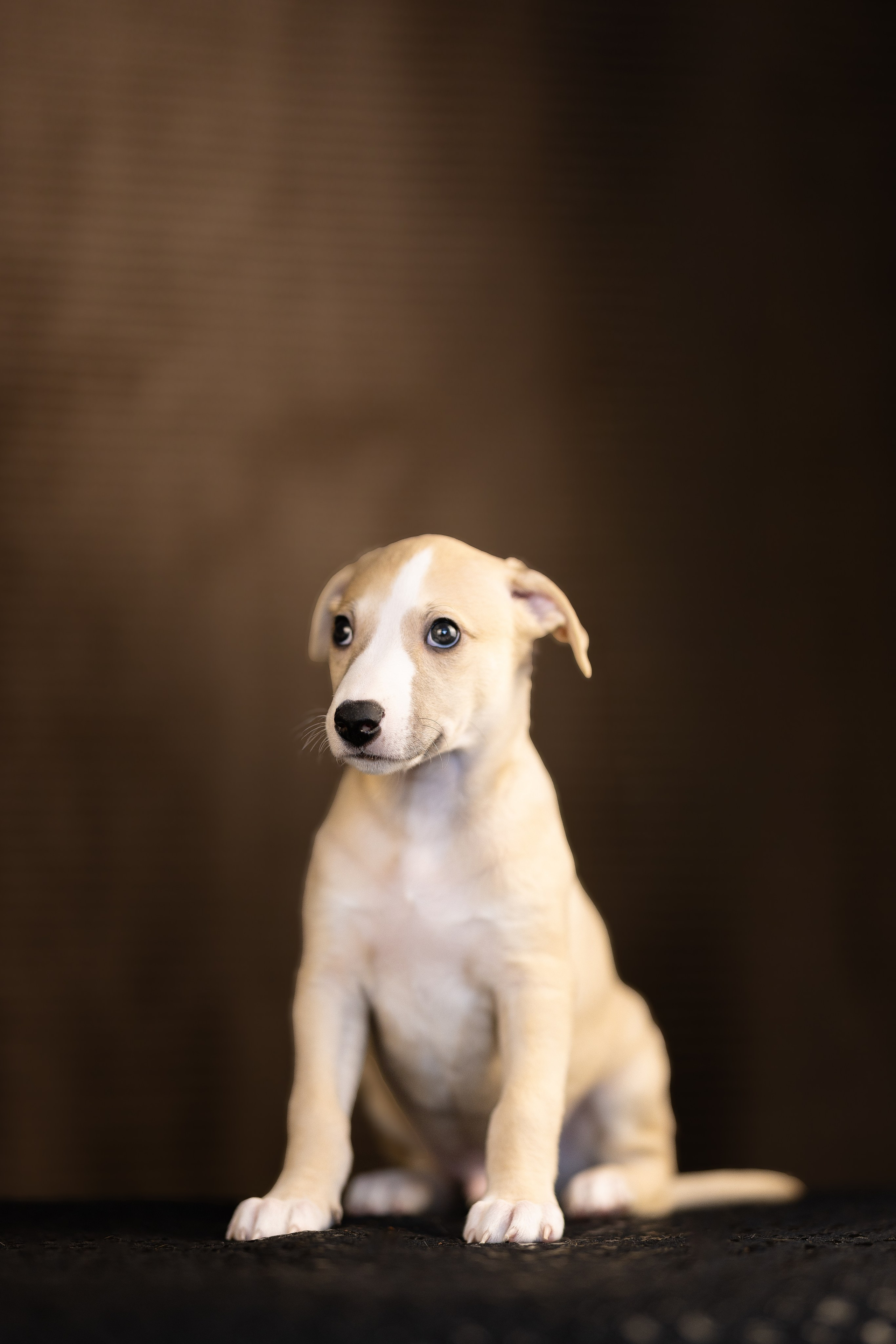 Уиппет. Фотограф и видеограф анималист Аганина Дарья