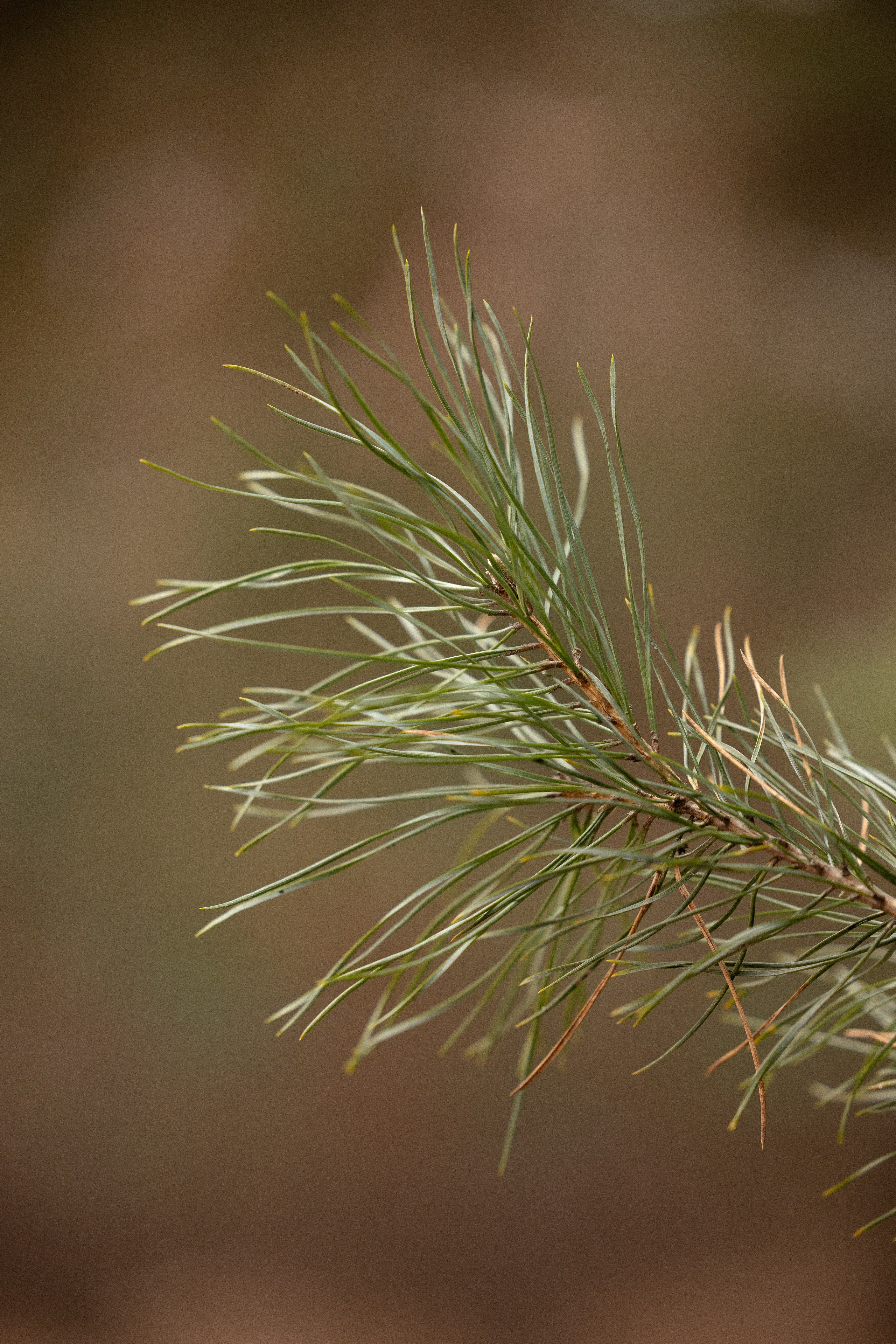 Катя и Мёд. Фотограф и видеограф анималист Аганина Дарья