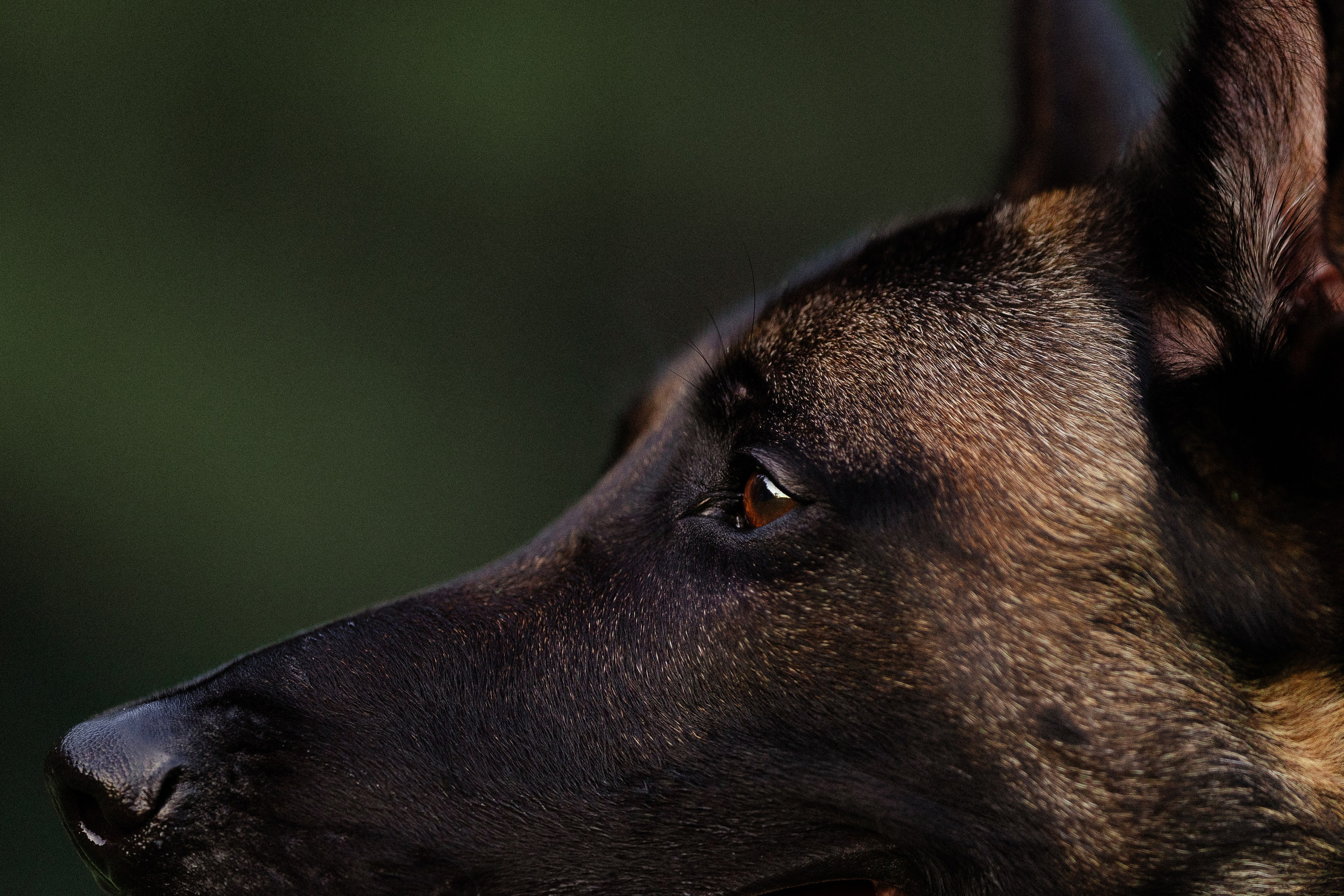 Галина и Кодекс. Фотограф и видеограф анималист Аганина Дарья