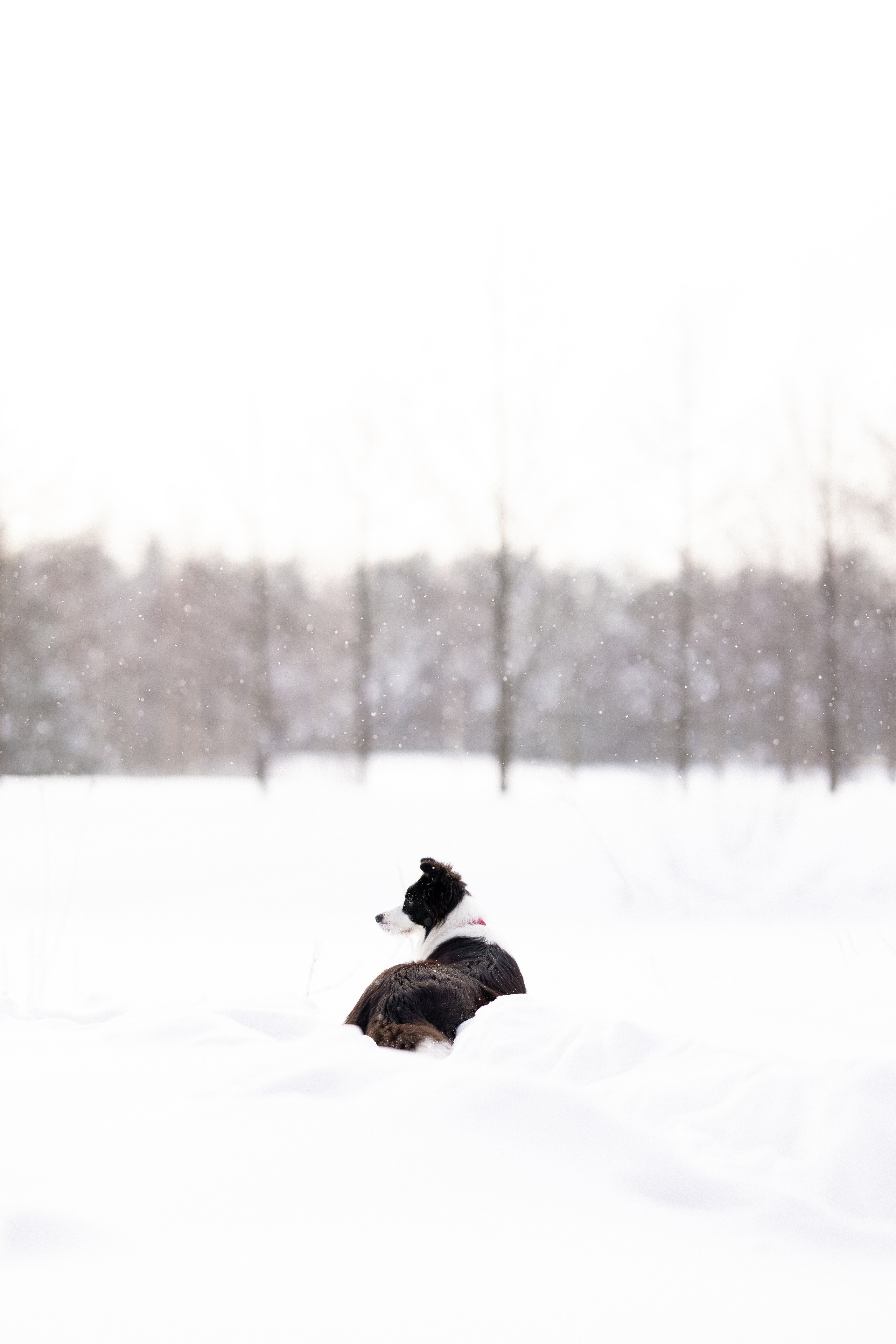 Лилия, Алексей и Ариана. Фотограф и видеограф анималист Аганина Дарья