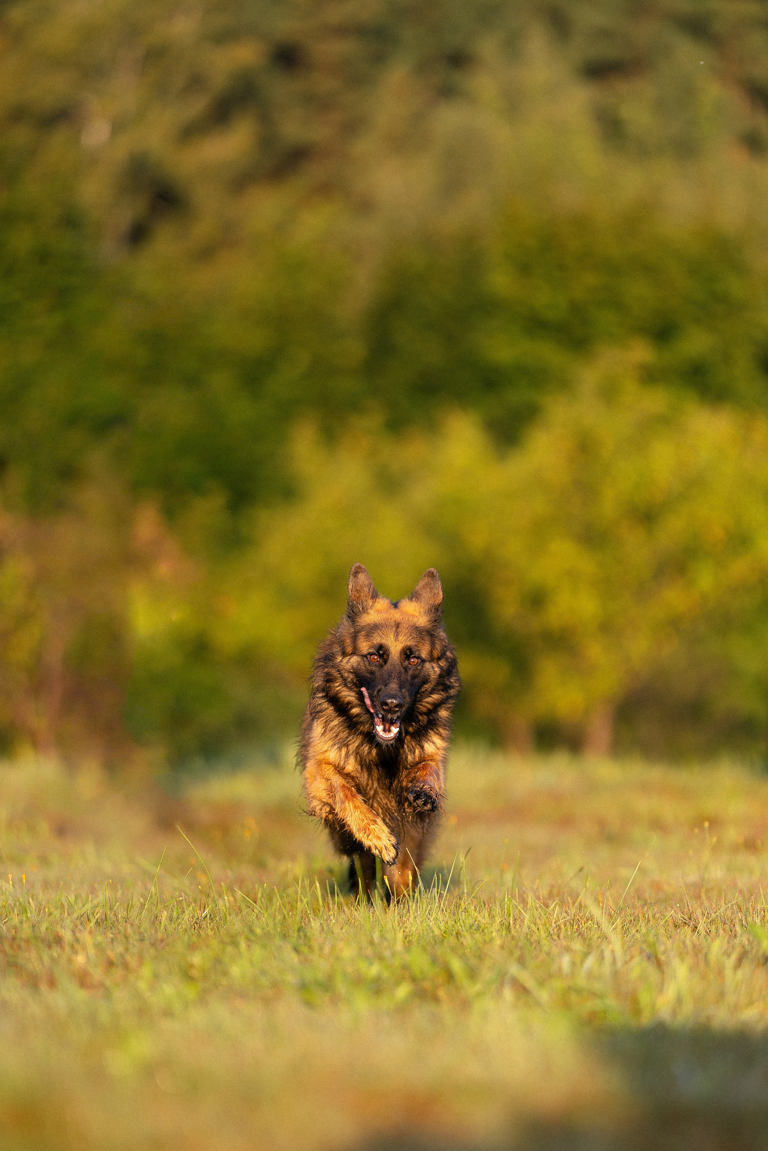 Алена, Матвей, Фанни и Фрея. Фотограф и видеограф анималист Аганина Дарья