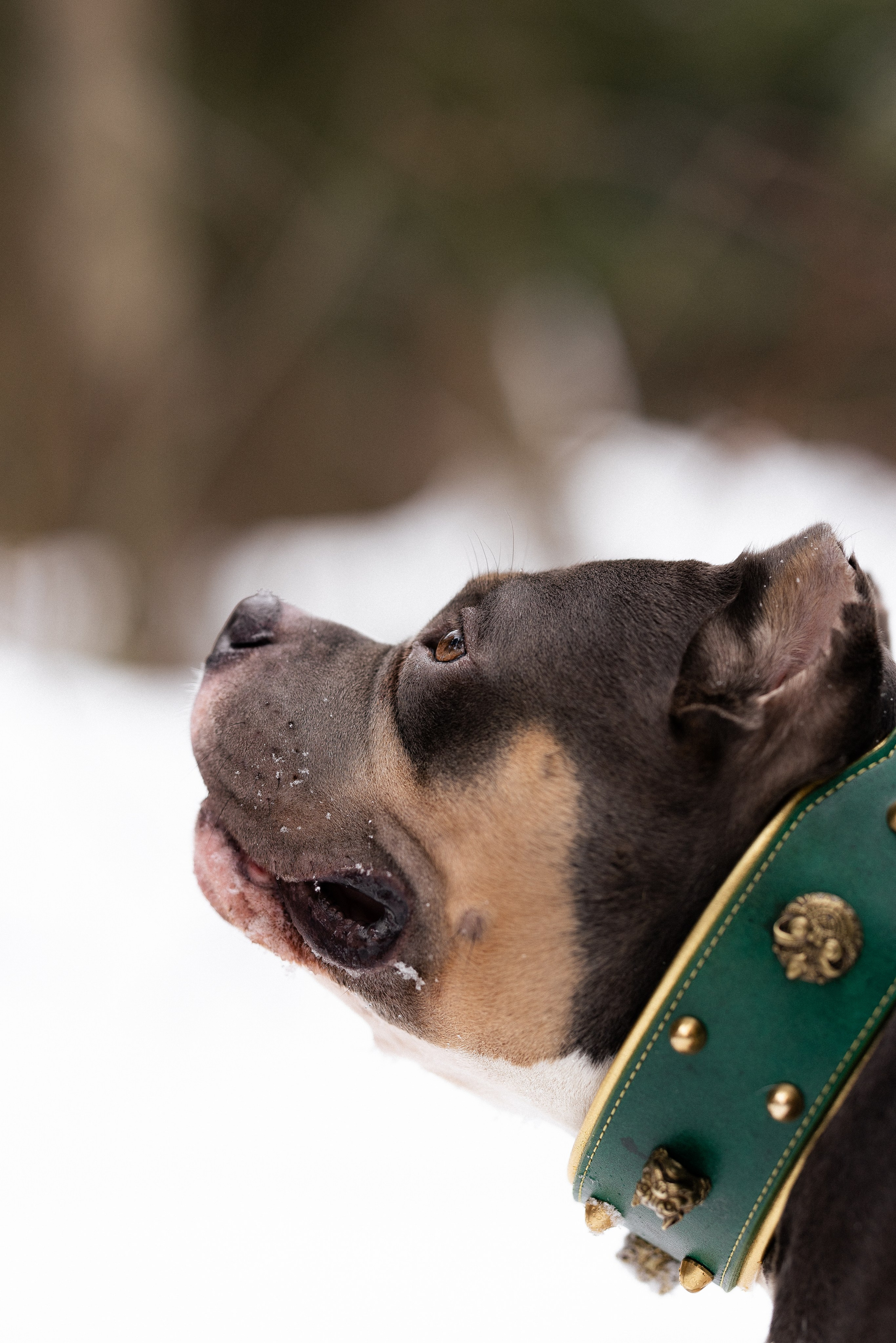 Лера и Наган. Фотограф и видеограф анималист Аганина Дарья
