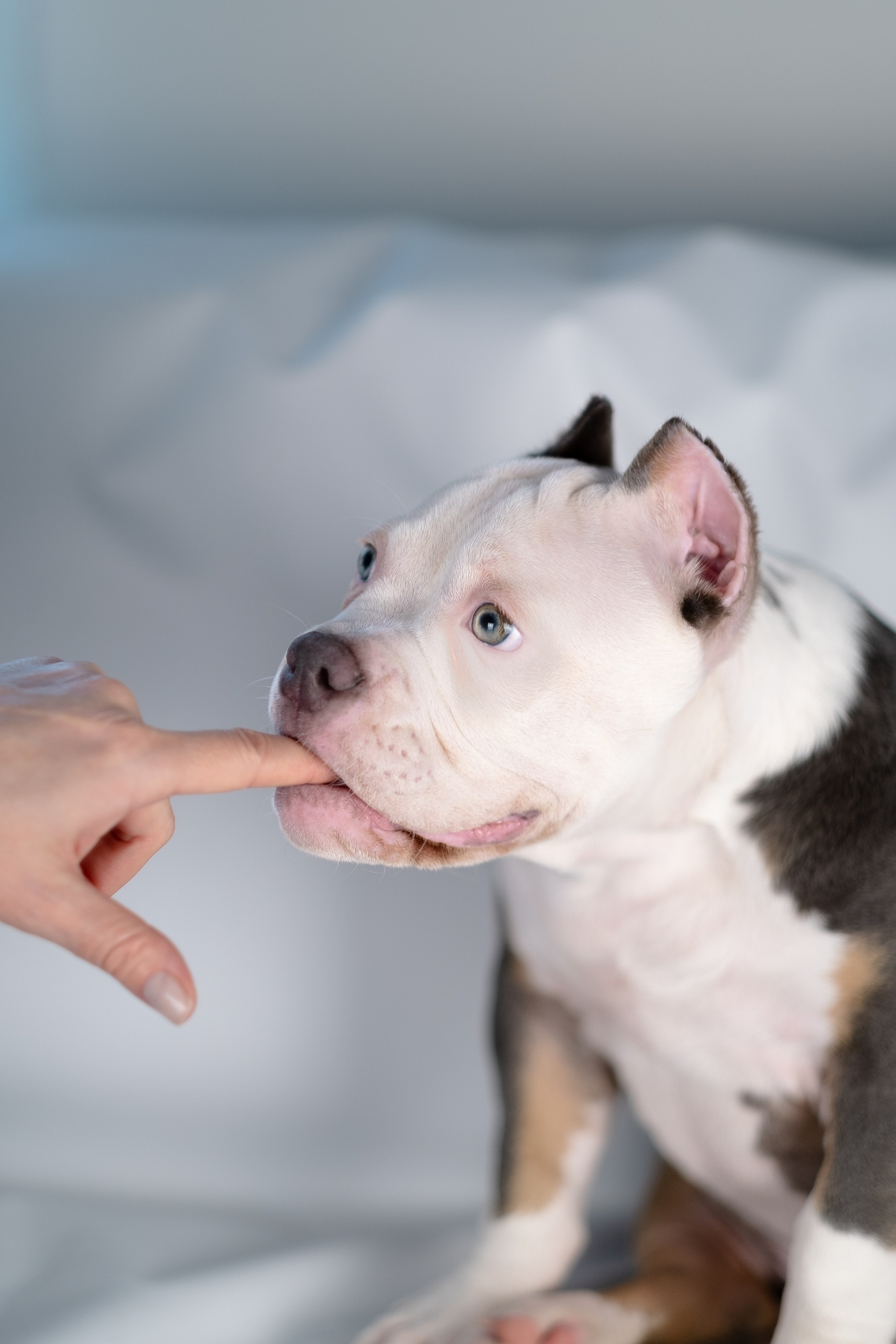 Зевс. Фотограф и видеограф анималист Аганина Дарья