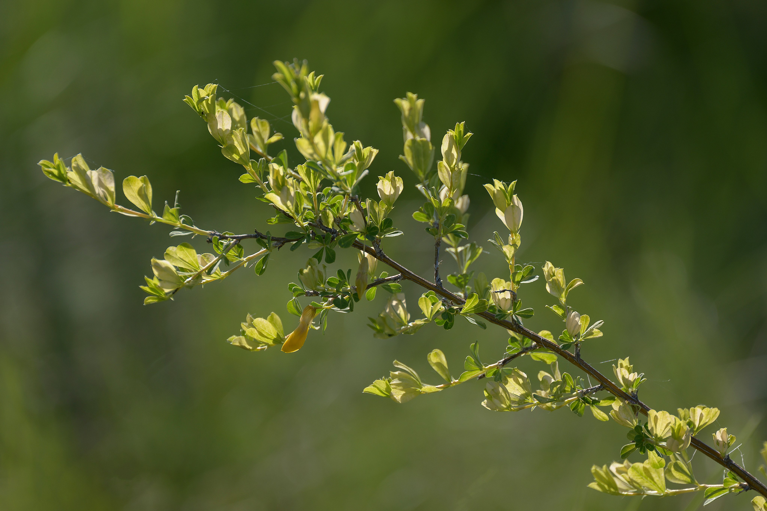 Оренбуржье. Портретный фотограф в Челябинске Катерина Руди