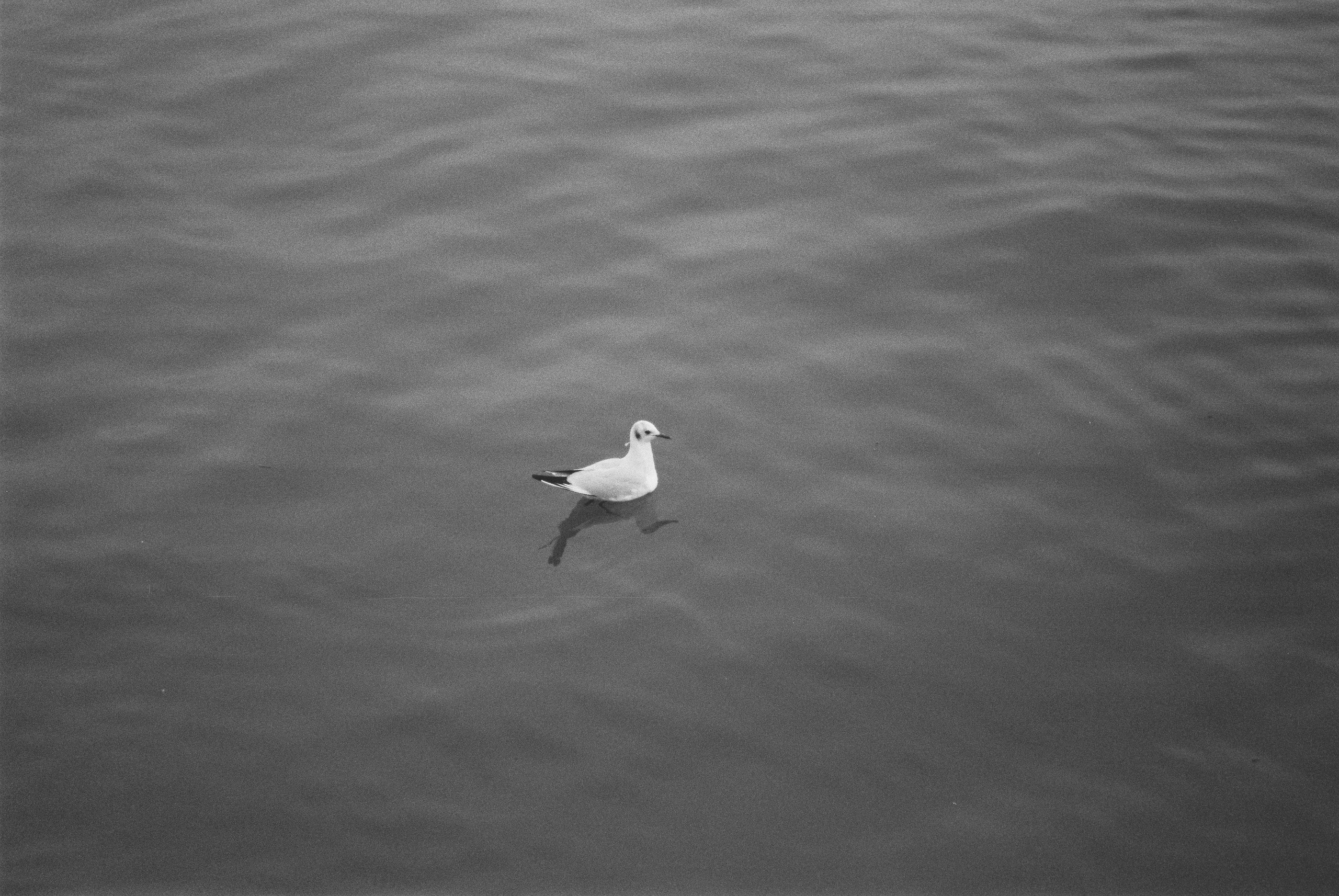 Плёнки. Кира Кечекьян — фотограф в Москве