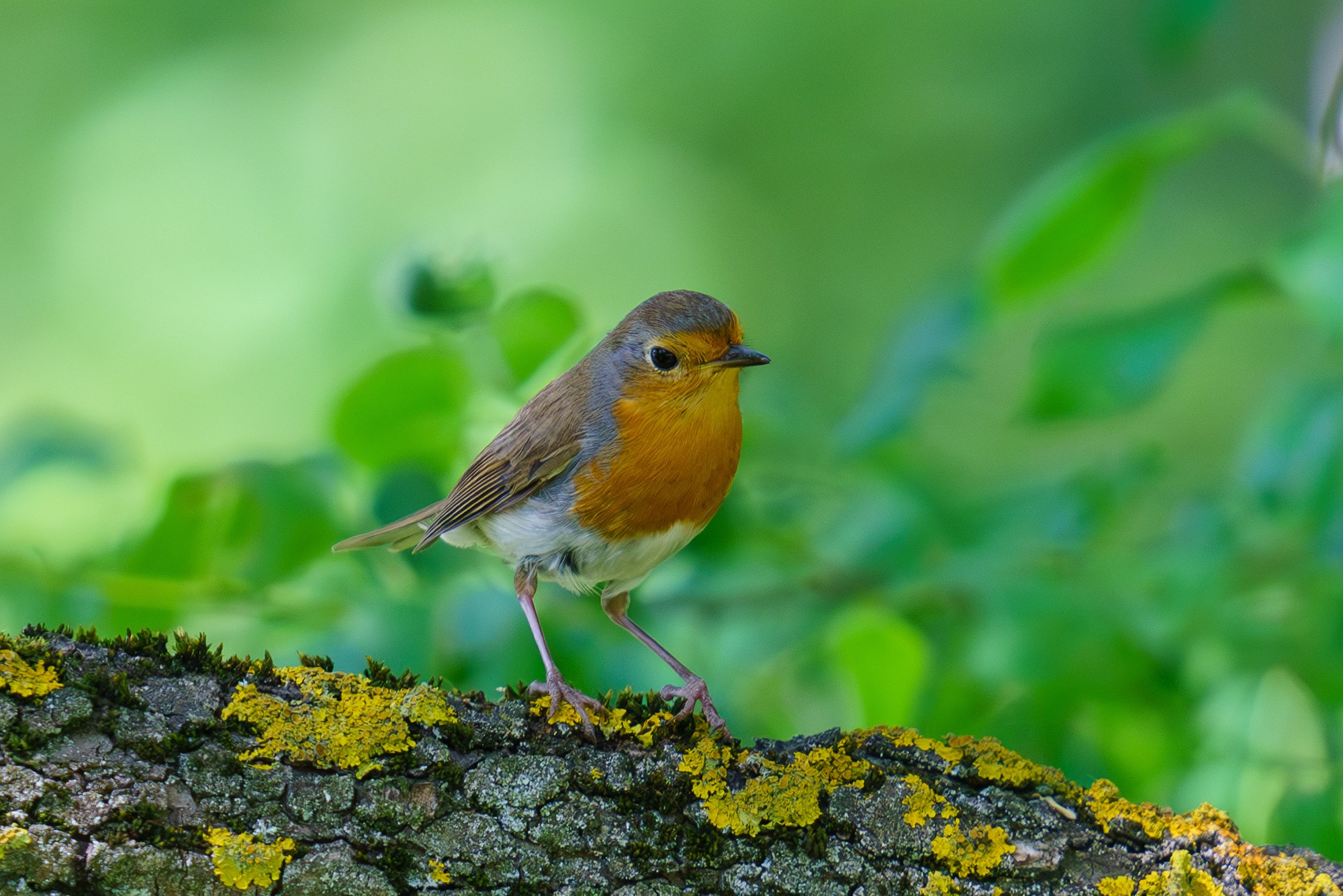 Удивительные мир птиц. Вокруг нас столько прекрасного — присмотритесь!. Ваш личный фотограф Марина Волкова