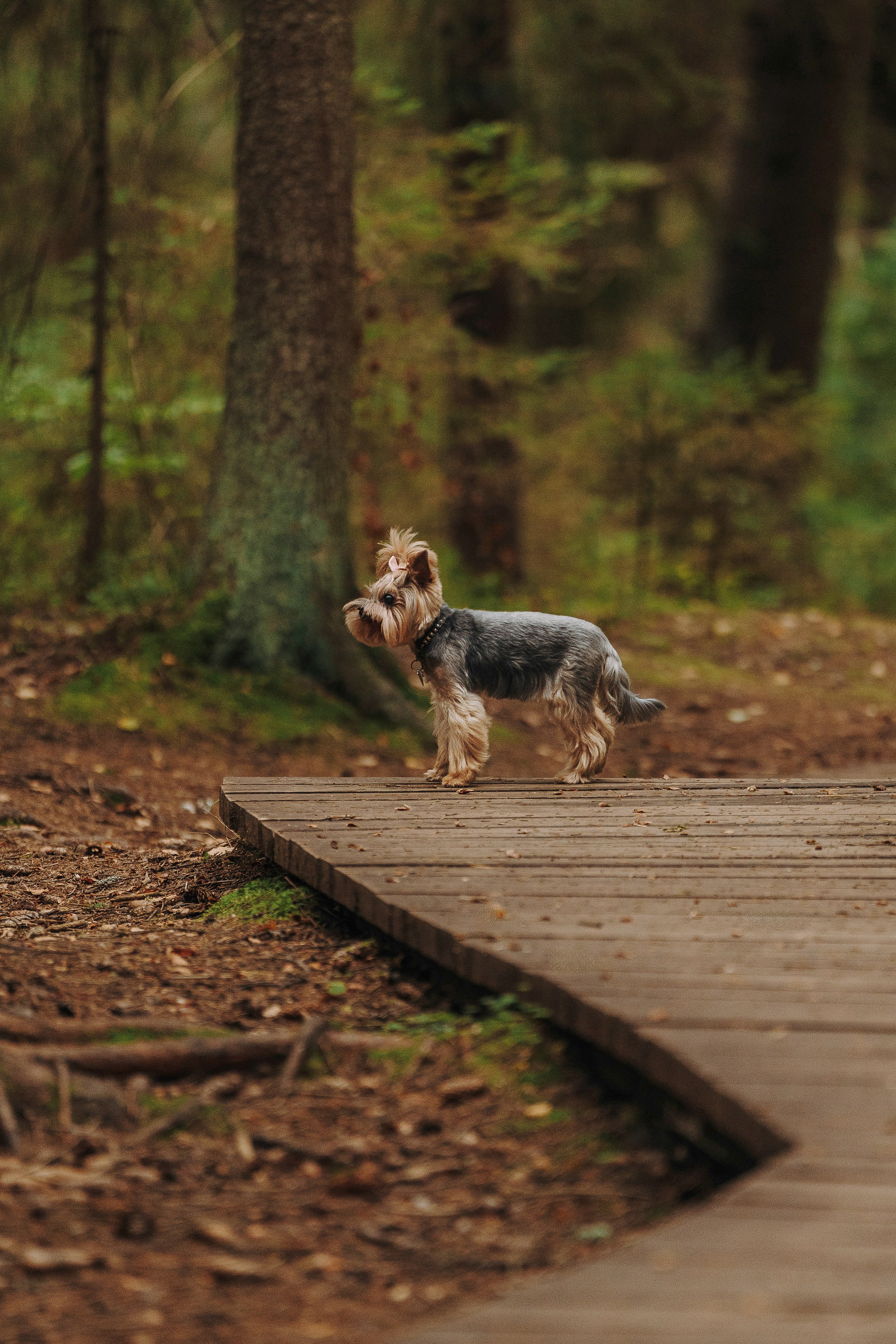 Евгения и Маруся. Фотограф анималист в Спб недорого Олеся Майорова