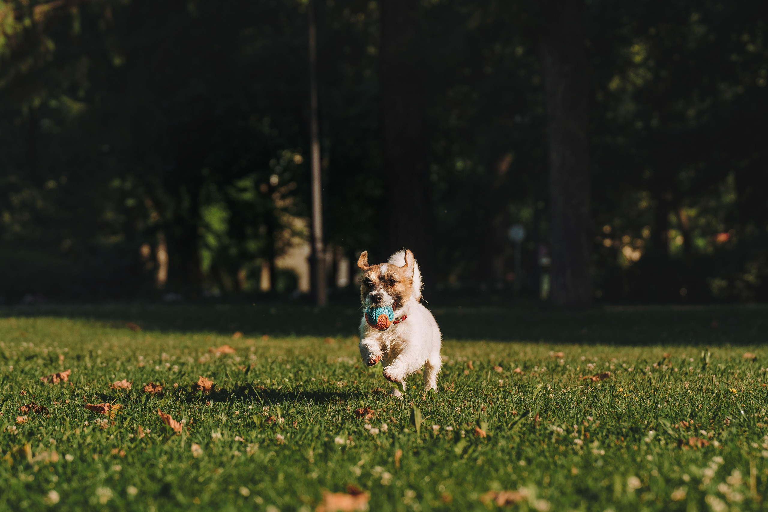Ларс, Лукас и Ольга. Фотограф анималист в Спб недорого Олеся Майорова