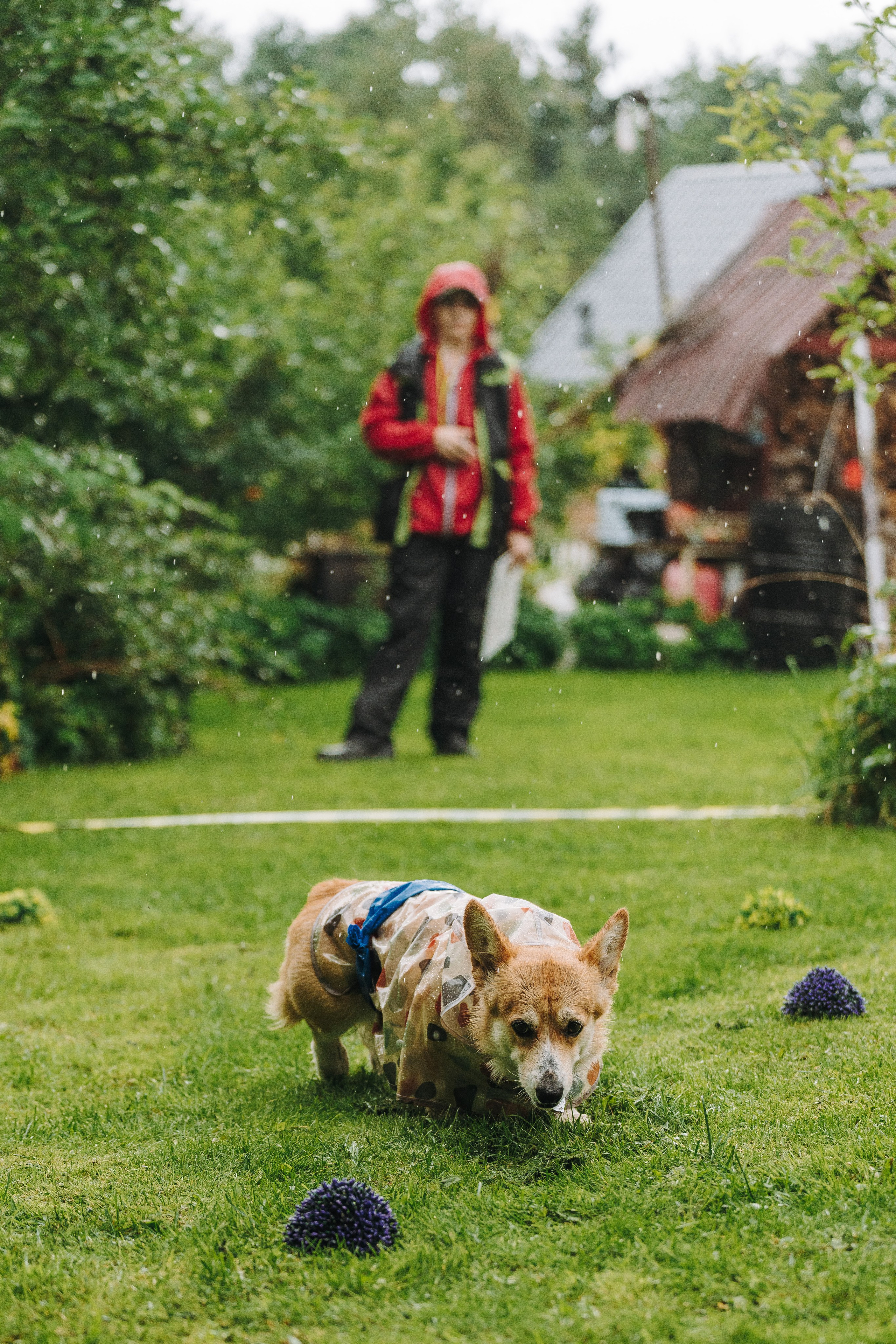 Соревнования по ноузворку в Новожилово. Фотограф анималист в Спб недорого Олеся Майорова
