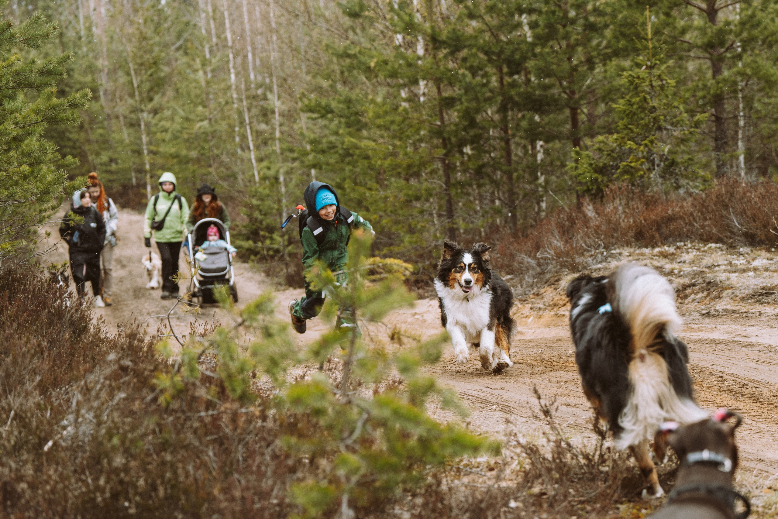 Дог трекинг к финскому хутору. Фотограф анималист в Спб недорого Олеся Майорова