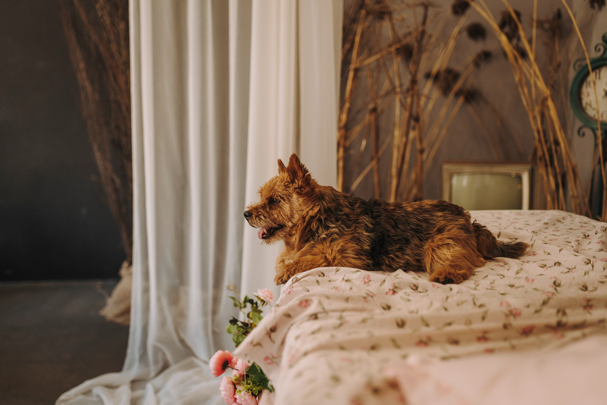 Маша и Рамси. Фотограф анималист в Спб недорого Олеся Майорова