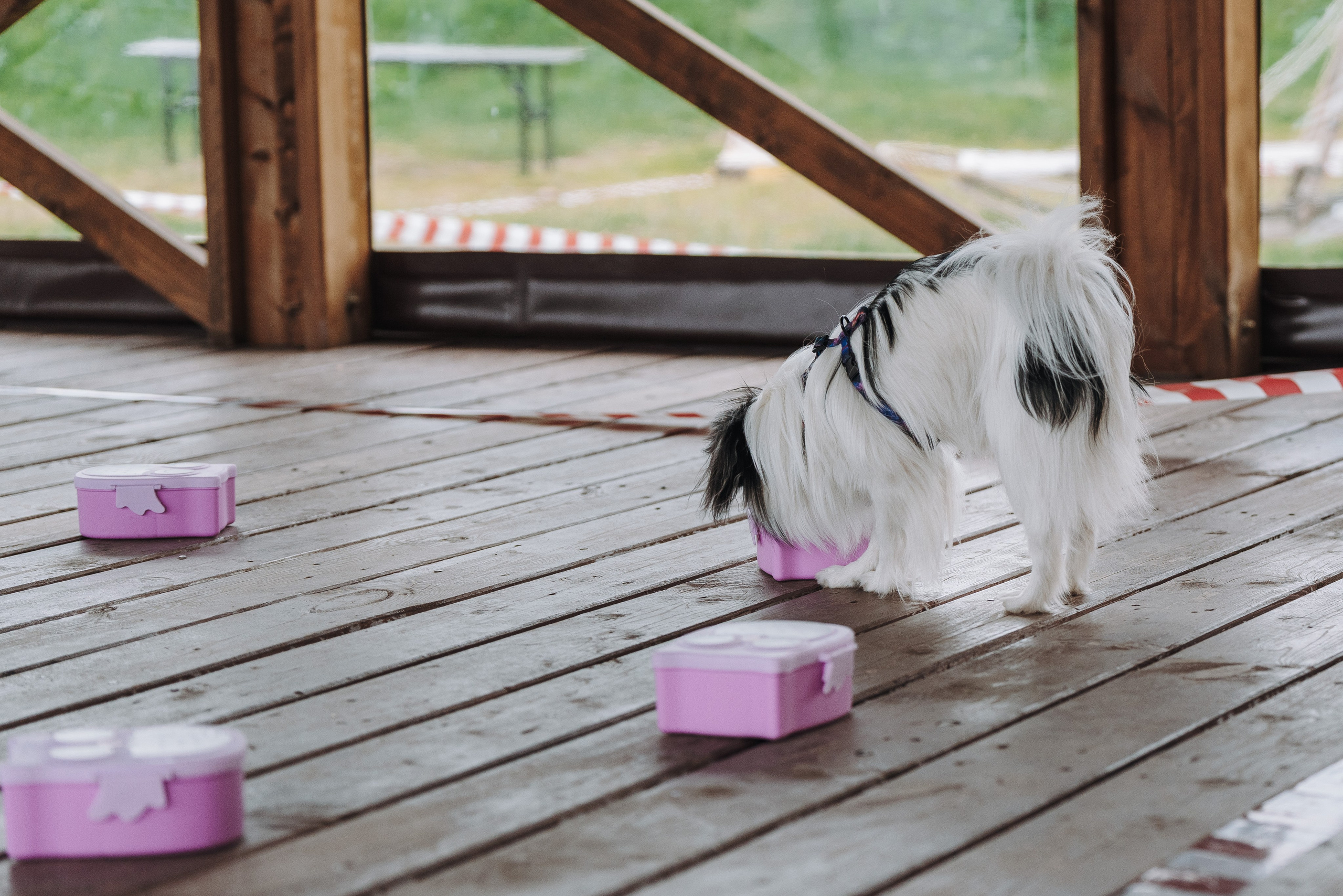 Соревнования по ноузворку в Лосево. Фотограф анималист в Спб недорого Олеся Майорова