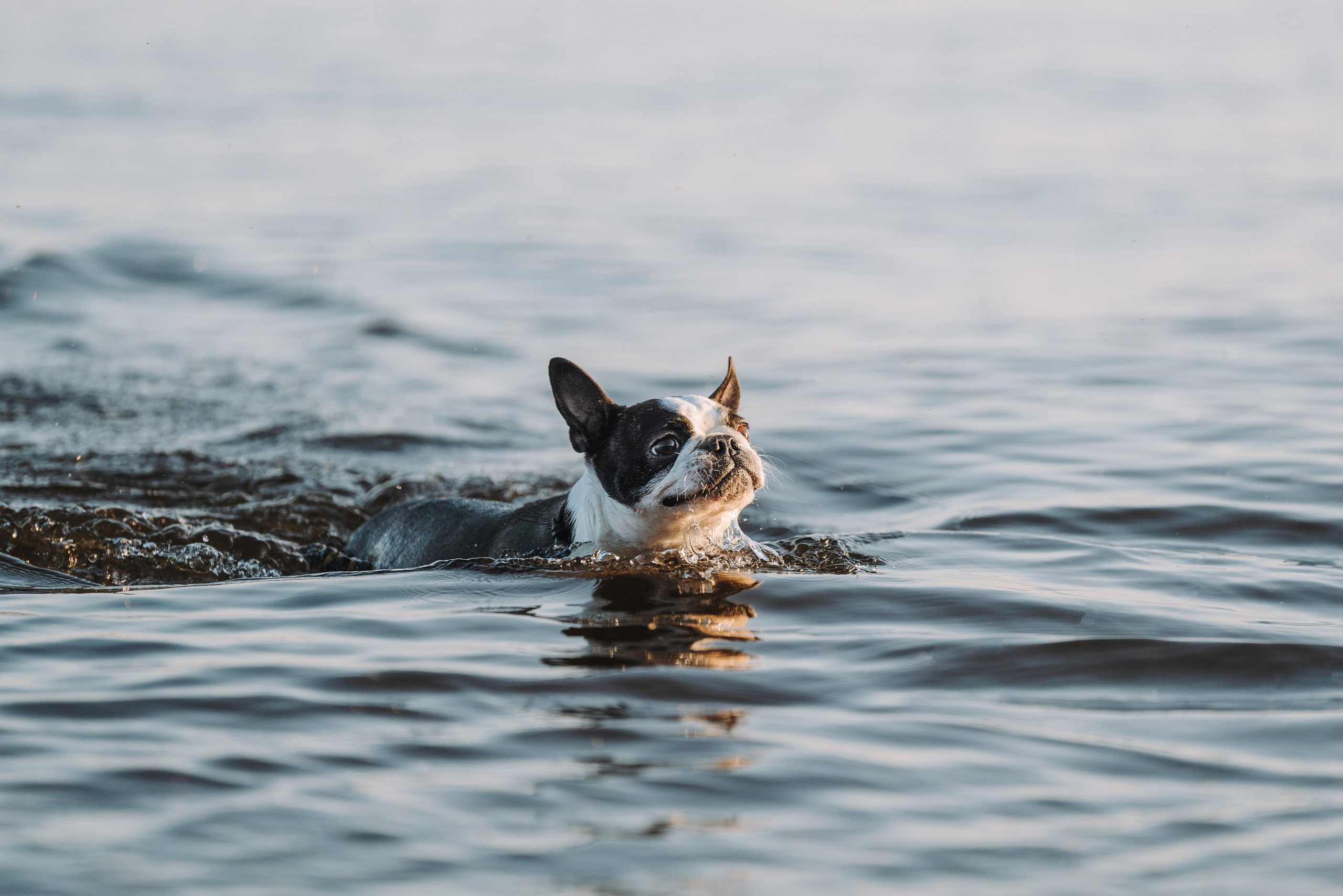 Анаита и Дора. Фотограф анималист в Спб недорого Олеся Майорова