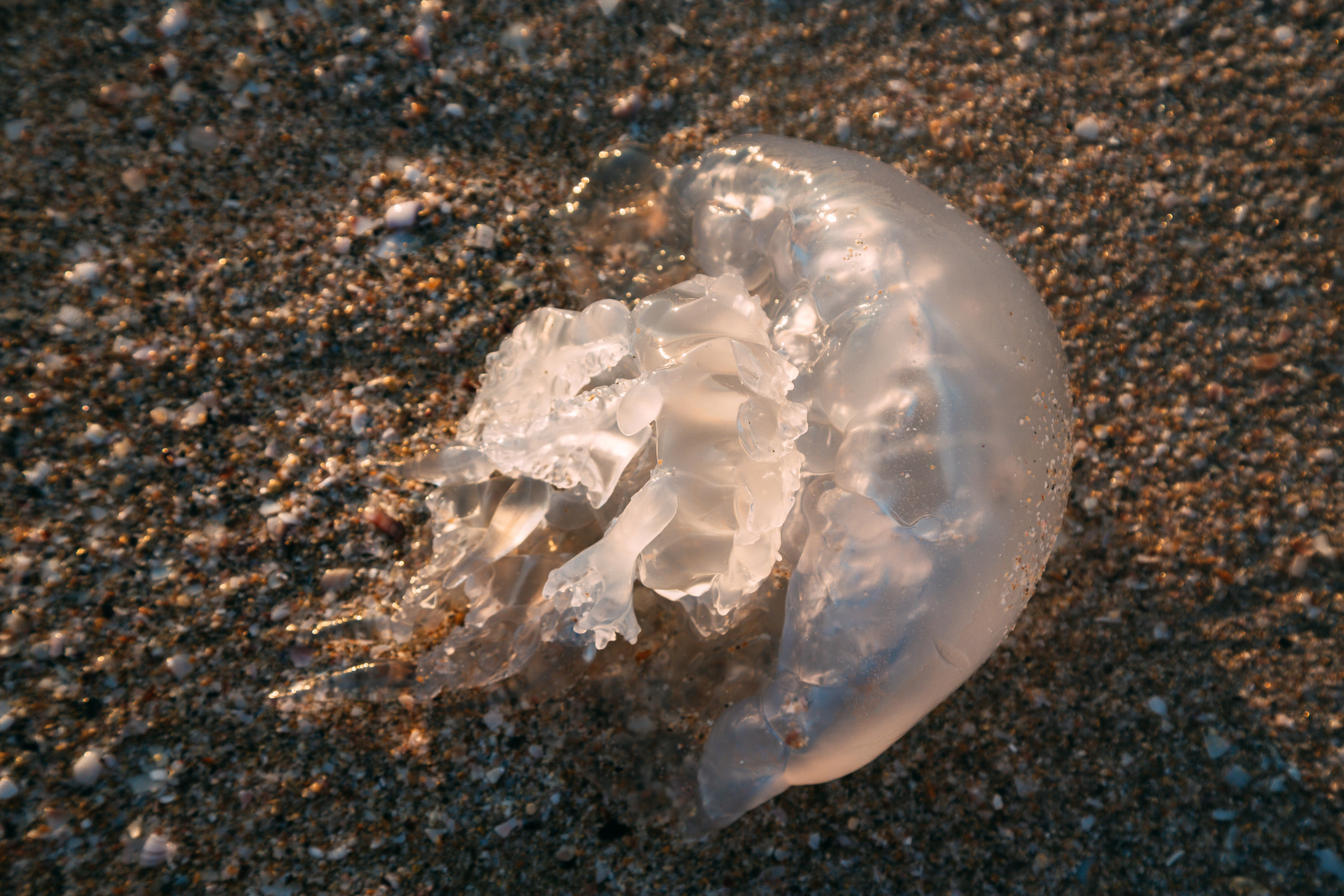 Штормовое. Республика Крым.  Черное море. Закат. Медузы