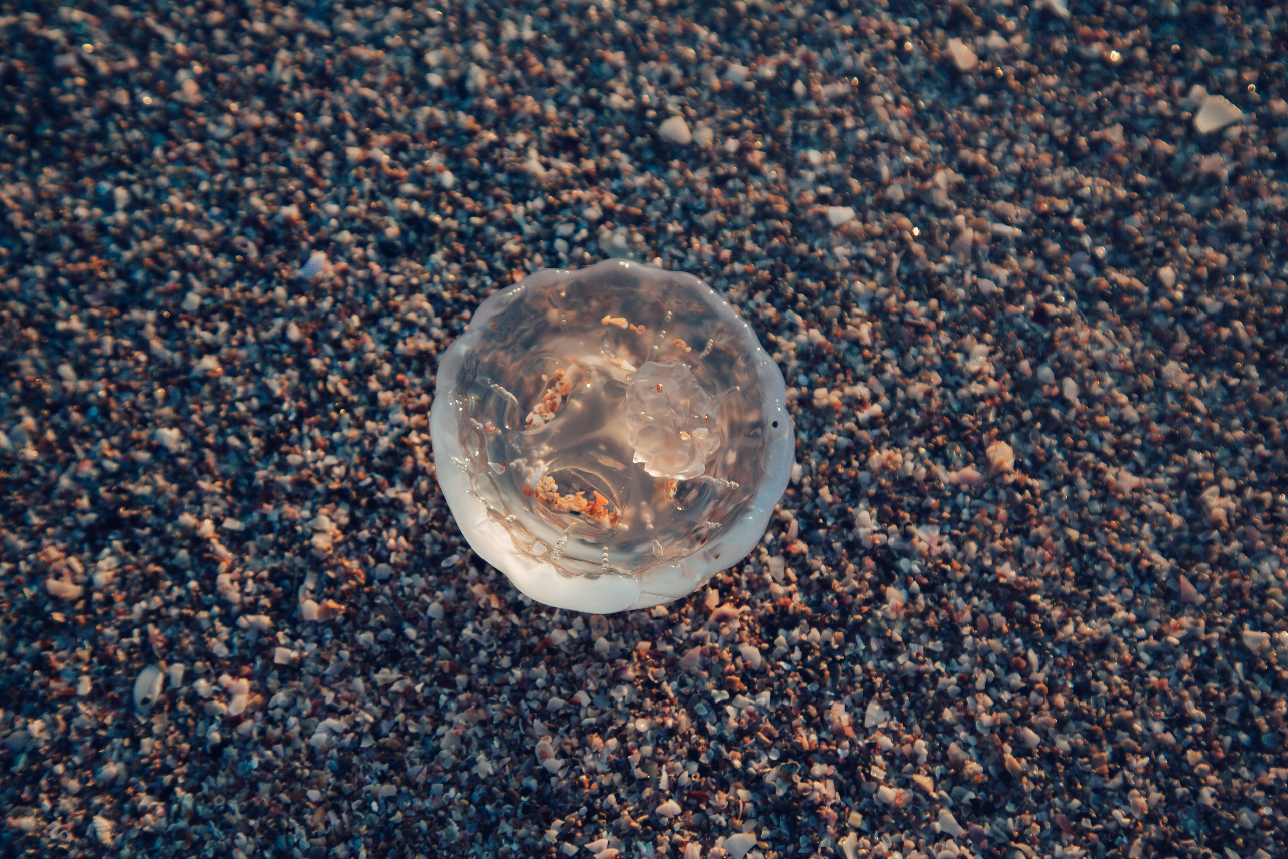 Штормовое. Республика Крым.  Черное море. Закат. Медуза