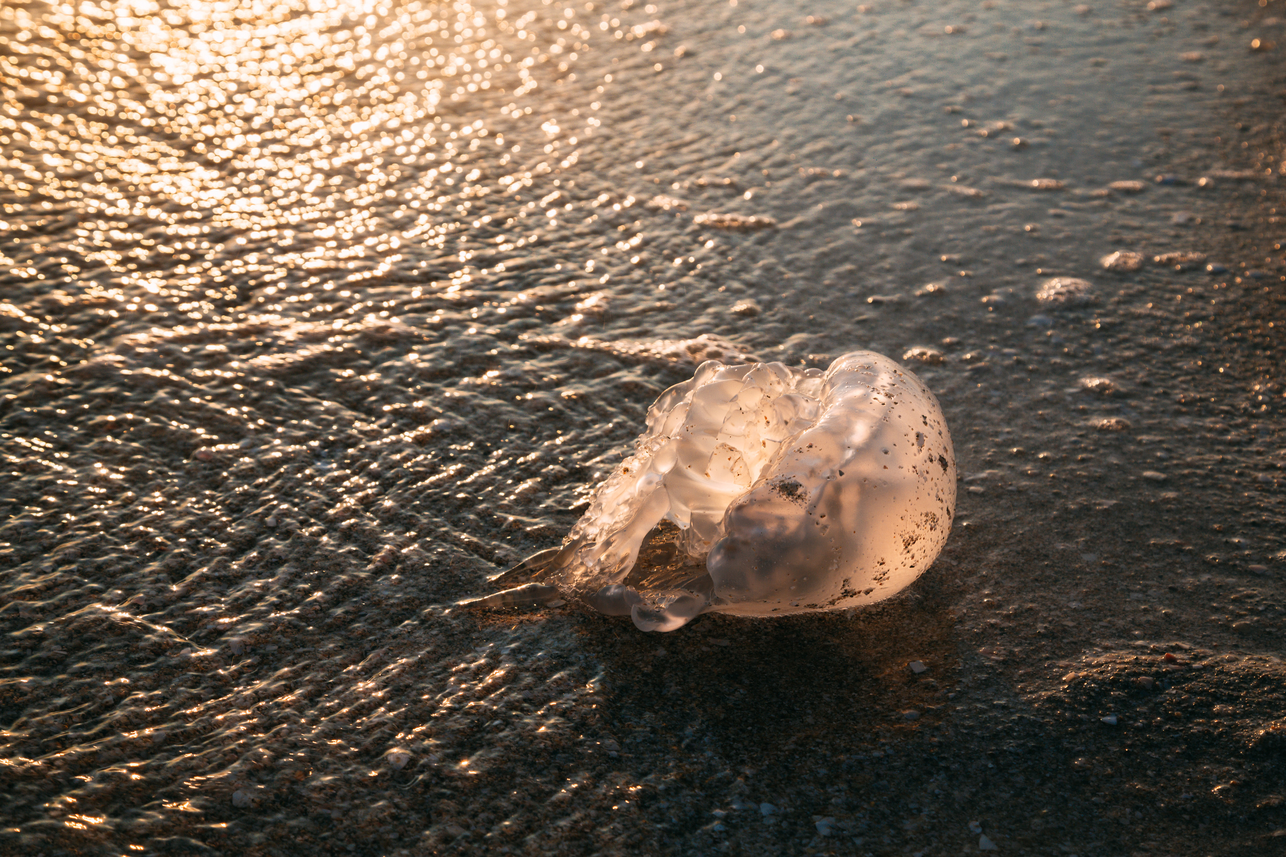 Штормовое. Республика Крым.  Черное море. Закат. Медузы