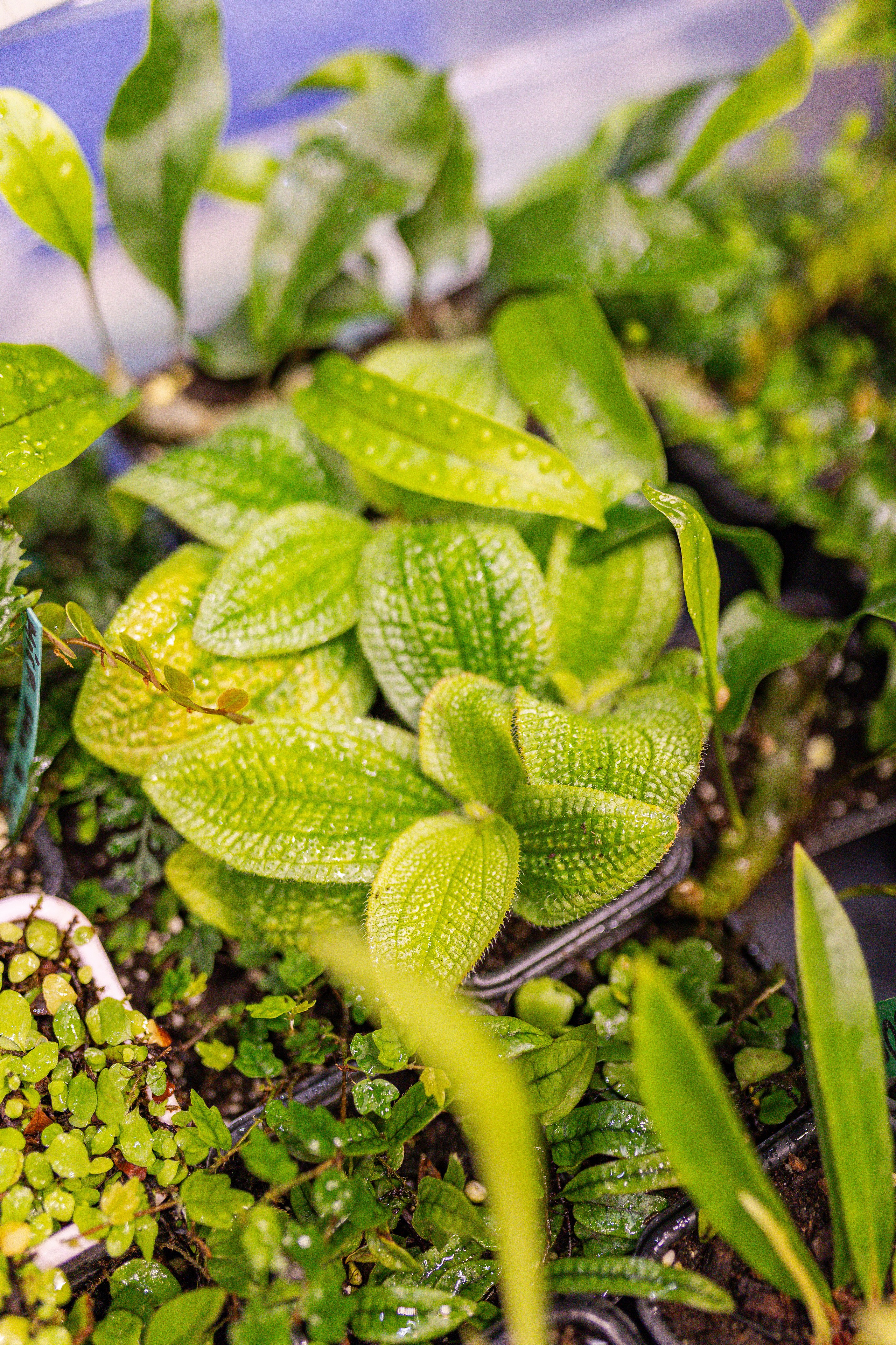 Монстериум апрель 2026. Александра Куликова фотограф, Москва