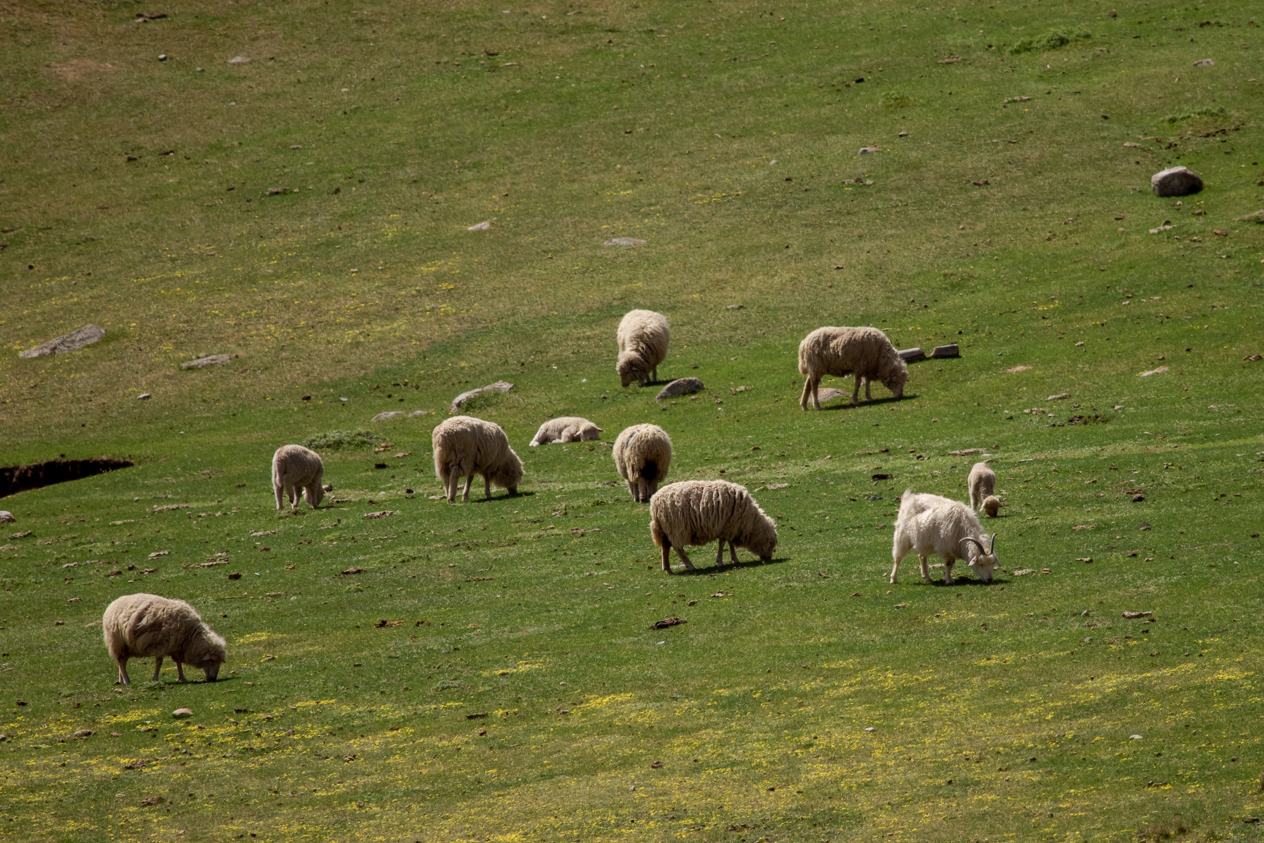 Горный Алтай. Фотограф Кирилл Мешков Кемерово